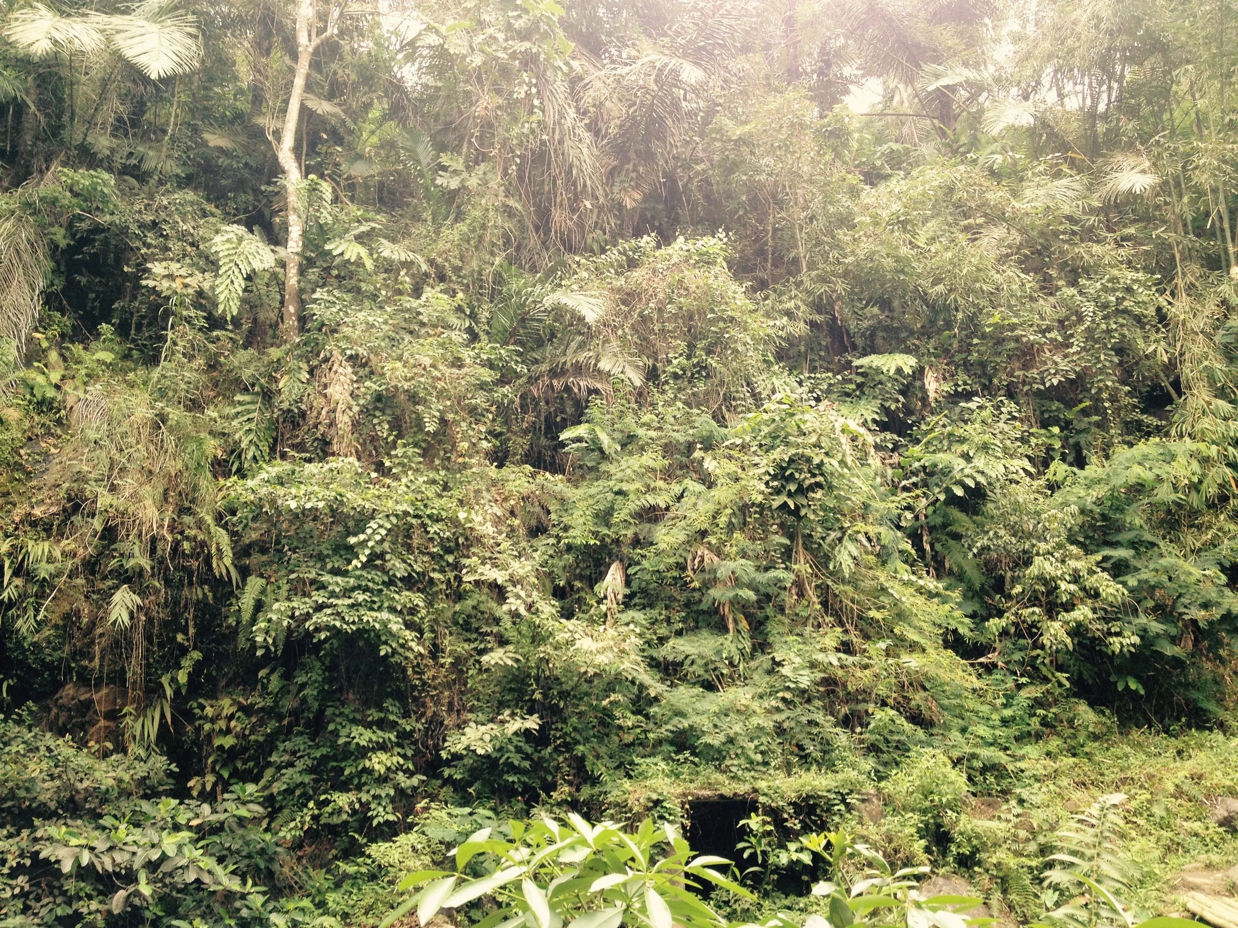 Dense green jungle with various trees and plants, sunlight filtering through the canopy.