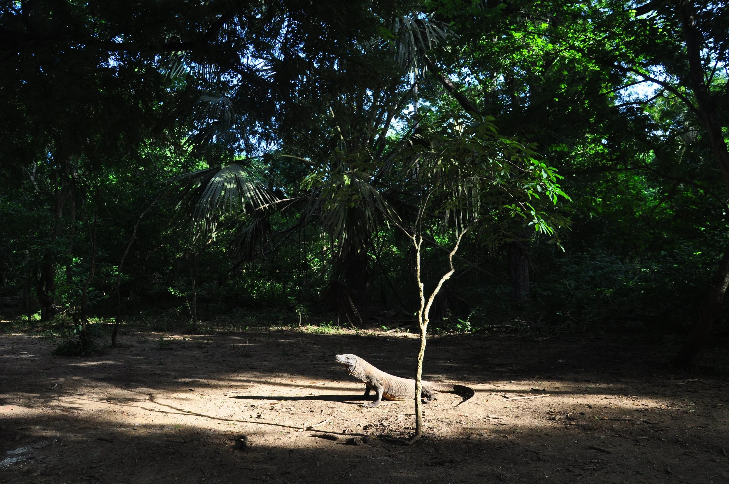 tour-komodo-flores-indonesia-dragon-natural-habitat.JPG