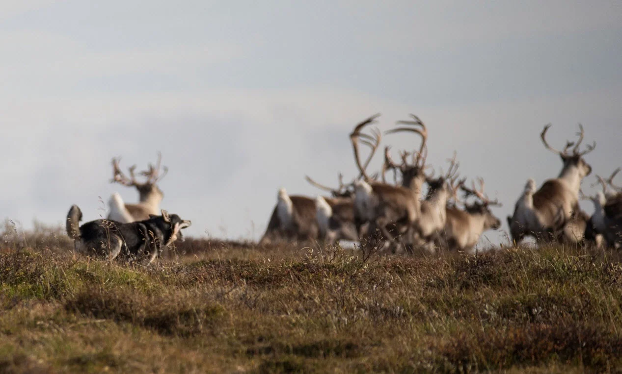 Løshundene var på rømmen i seks dager, og de jaget villrein. Foto: Magnar Lien