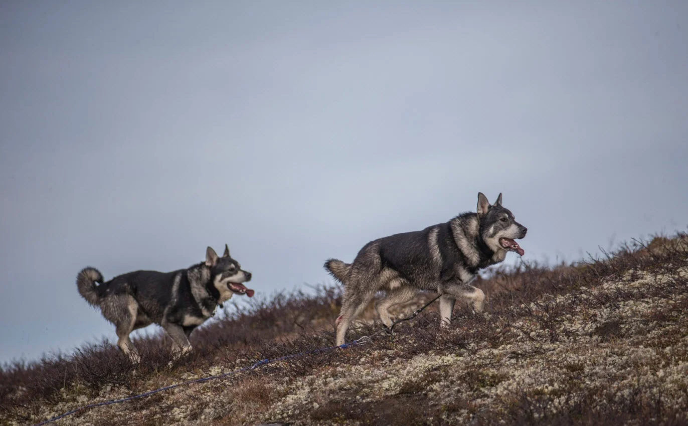 Den ene av hundene trakk båndet etter seg. Foto: Magnar Lien