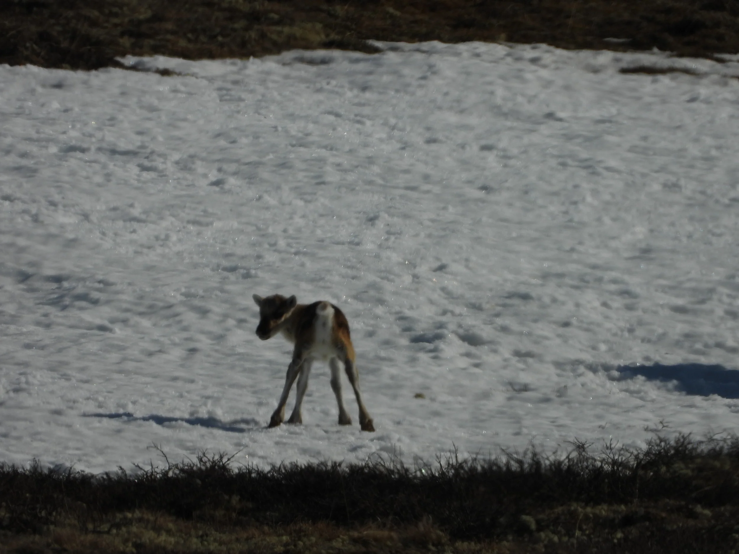 Siste nytt fra kalvingsprosjektet