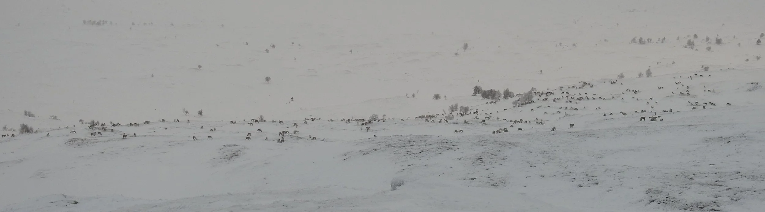 13.12.2023.Fostringsflokk,sørvest på Hammerhøa..JPG