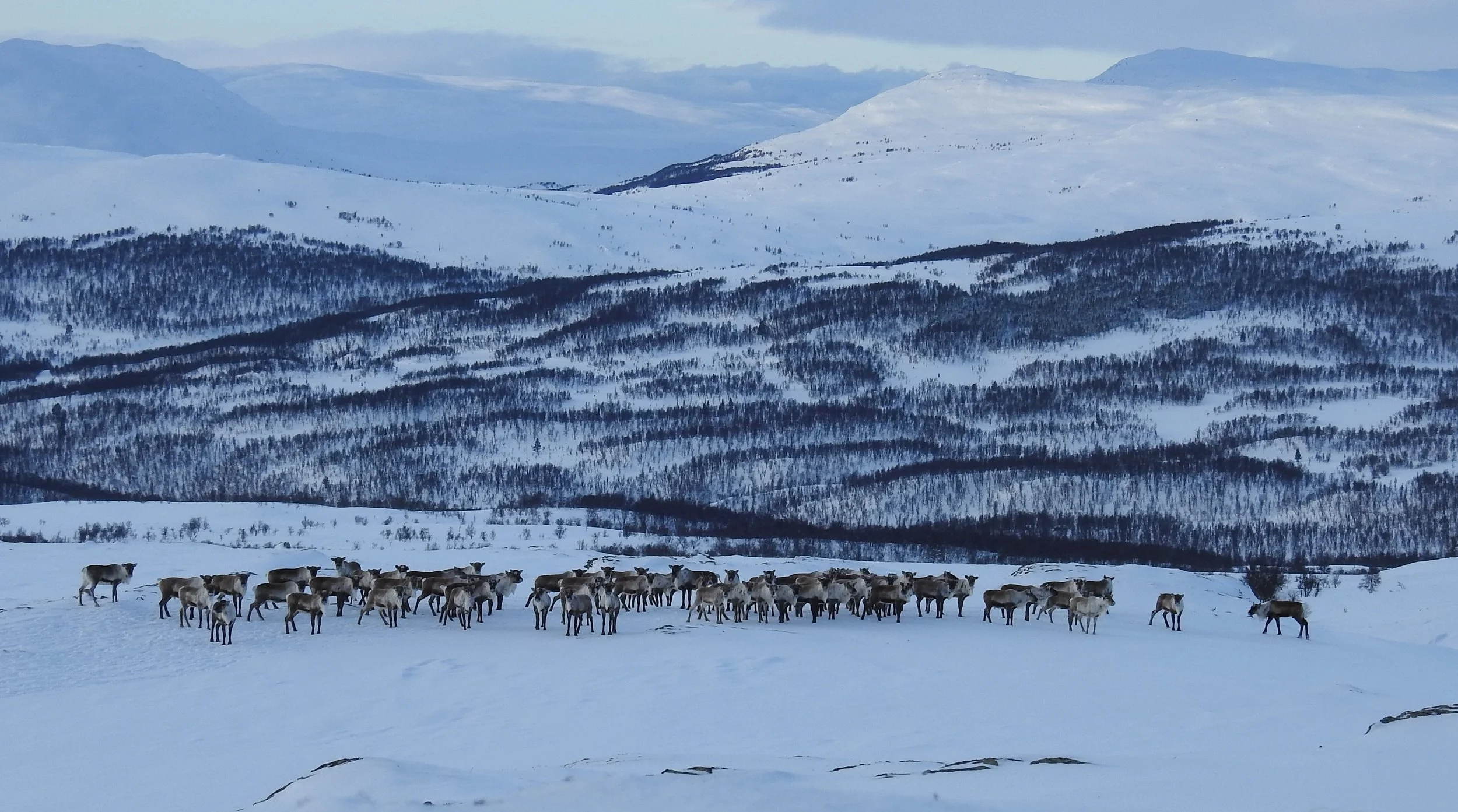 Fostringsflokker på tidlig vandring