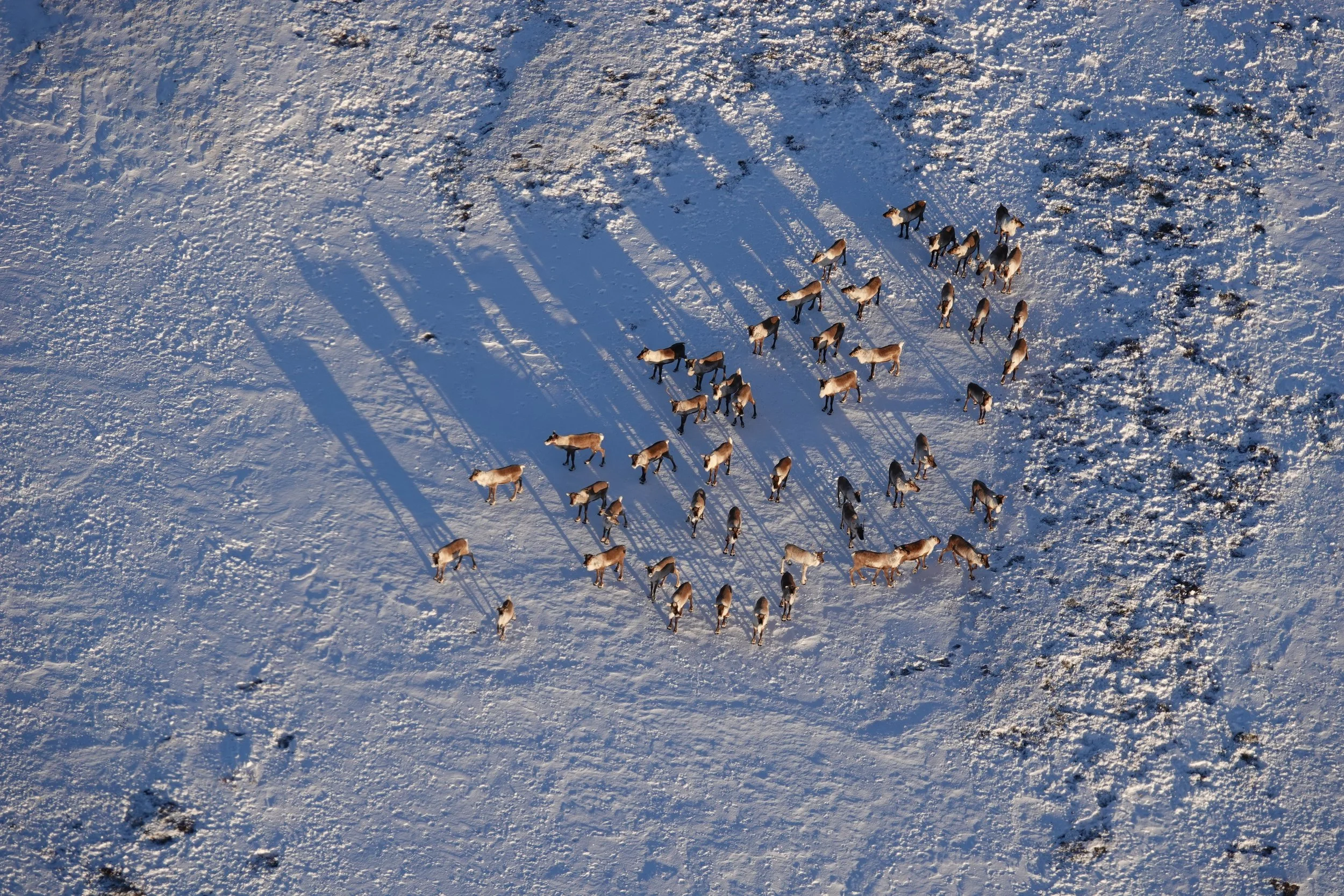 Utfordrende sporingsforhold under årets minimumstelling - men tilfredsstillende resultater