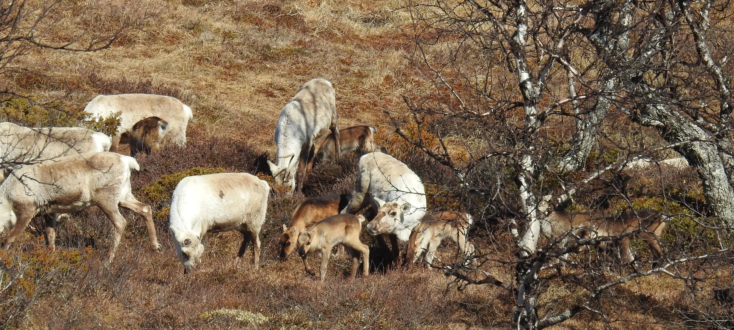 God kalveproduksjon i Forollhogna også i 2025