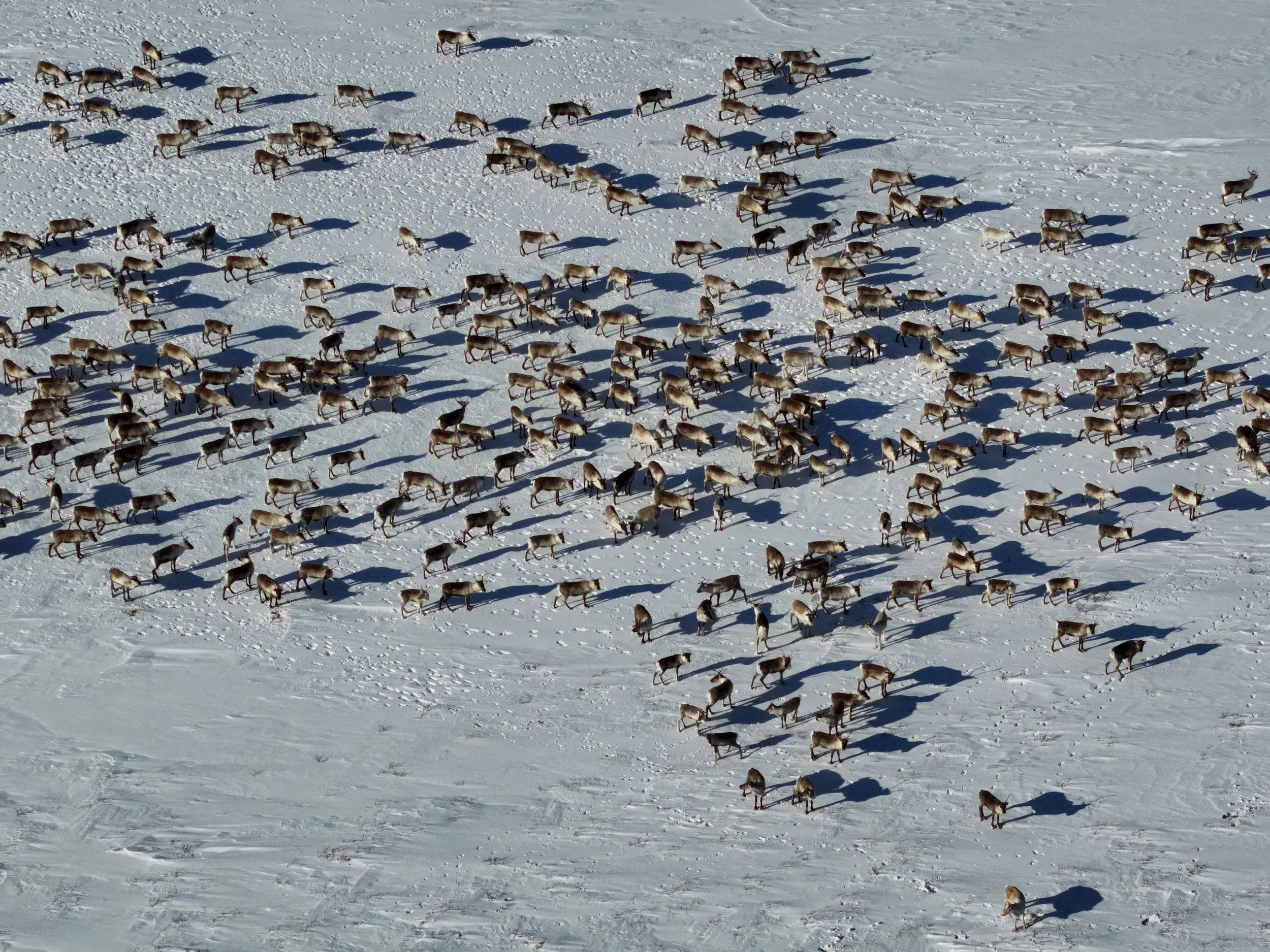 Vellykket minimumstelling med bruk av drone