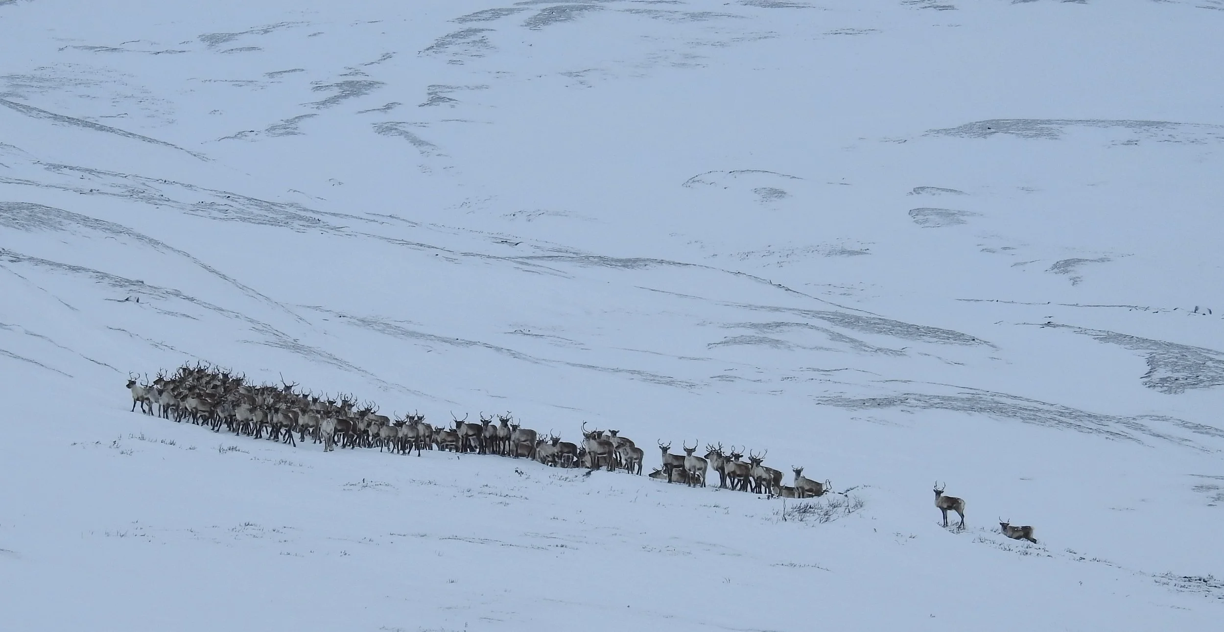 15.01.2026.Nord for Svergjesjøhøa..JPG