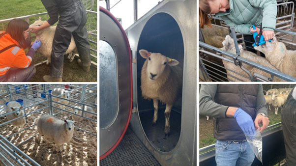 Breeding more efficient, lower-methane sheep: Insights from the Harper Adams Lleyn Flock