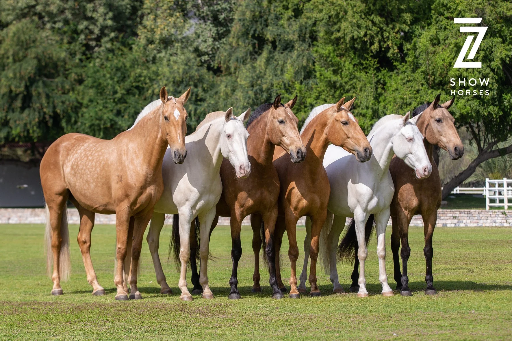 Group of six well-groomed horses standing on a grassy field with trees in the background, featuring different coat colors. "Z Show Horses" text logo in corner.