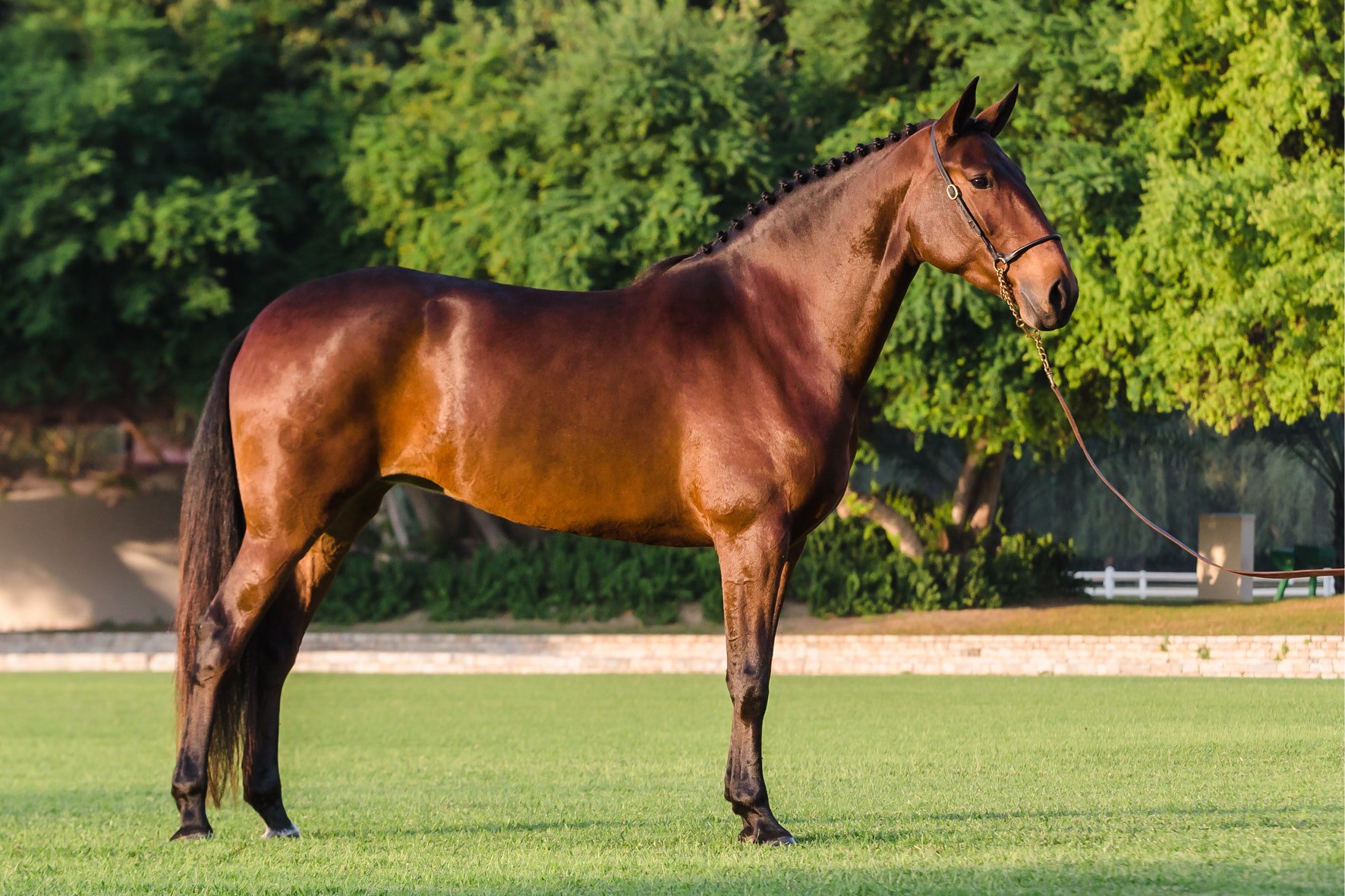 Z7 Horse_Opala_2.jpg