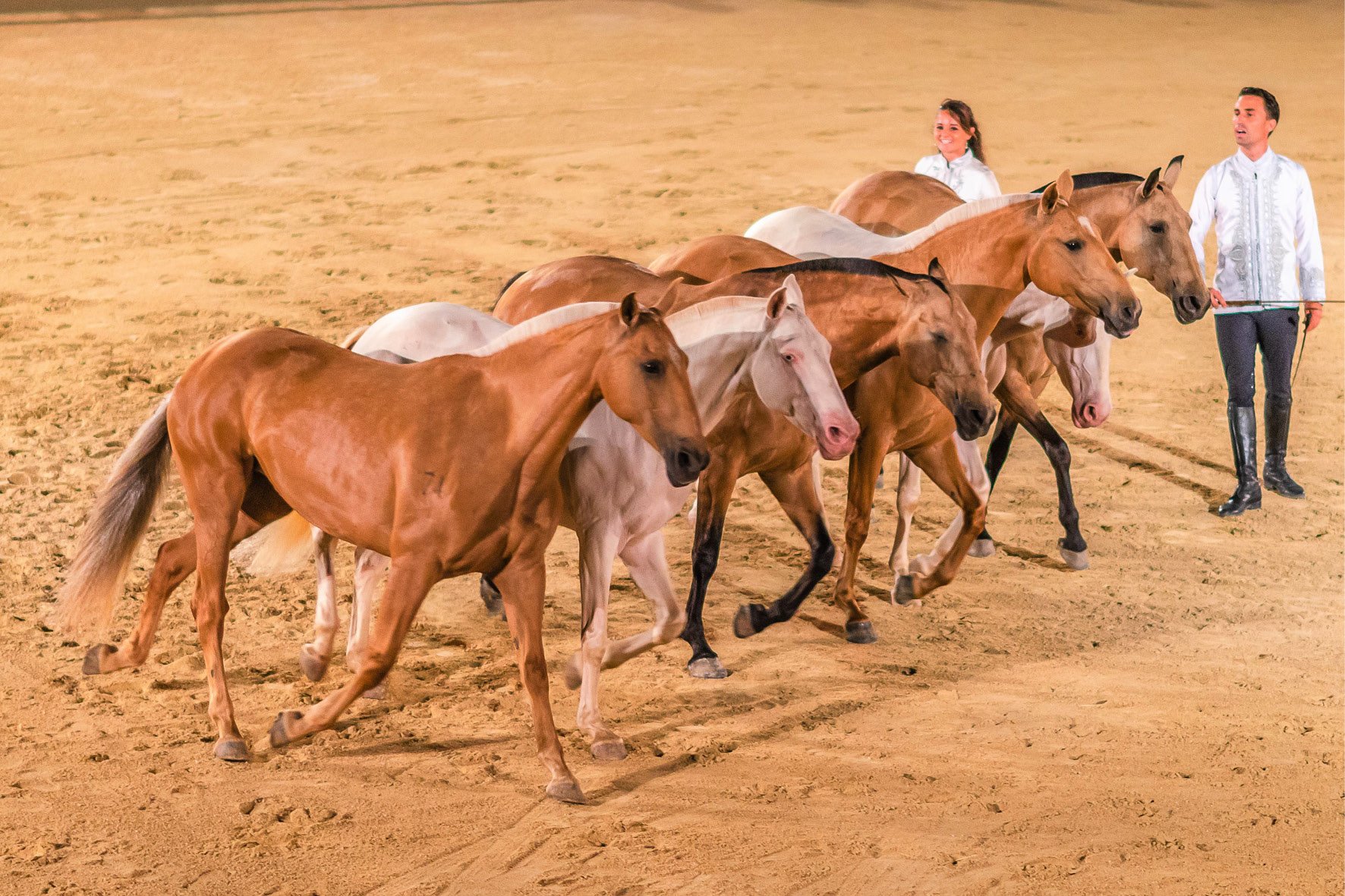 A group of horses being led by two people in an arena setting.