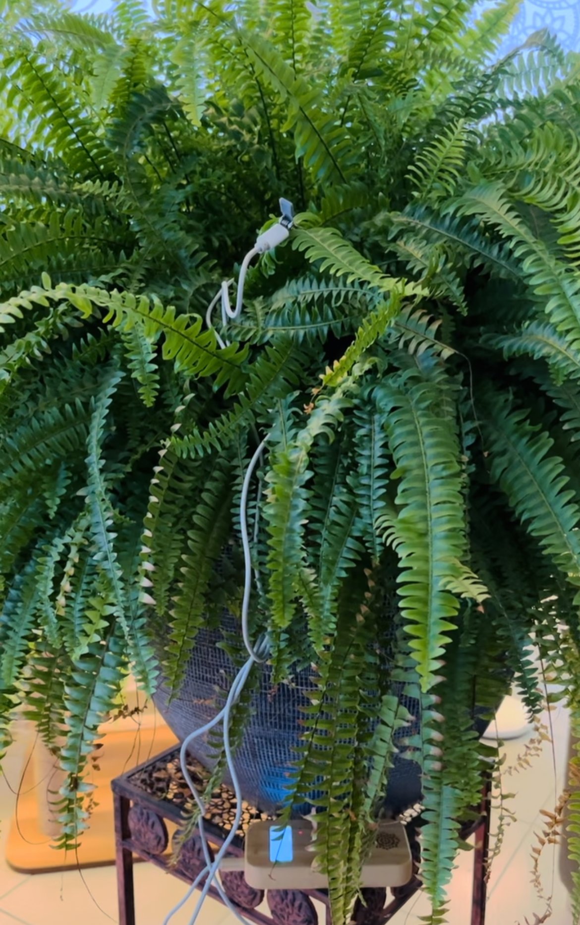 Music of the plant