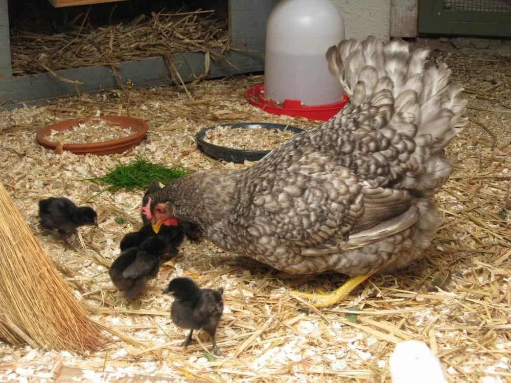 Z Huhn mit Küken.jpg