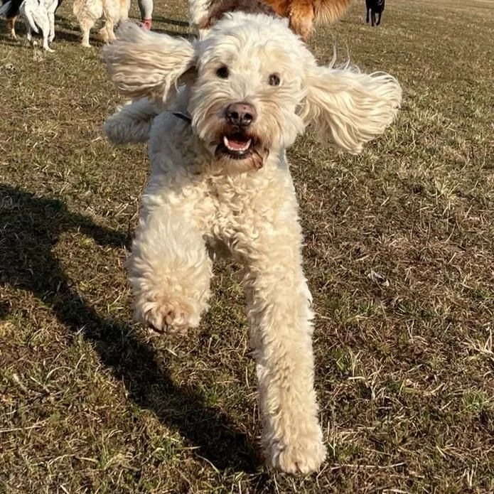 Shanti Labradoodle.jpg