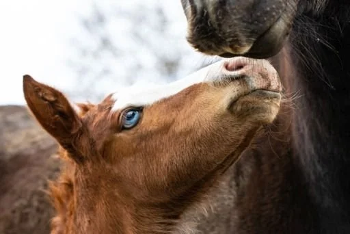 IMG_5182 blauäugiges Fohlen.jpg