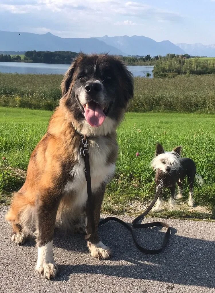 Dobby und ein großer Hund.jpg