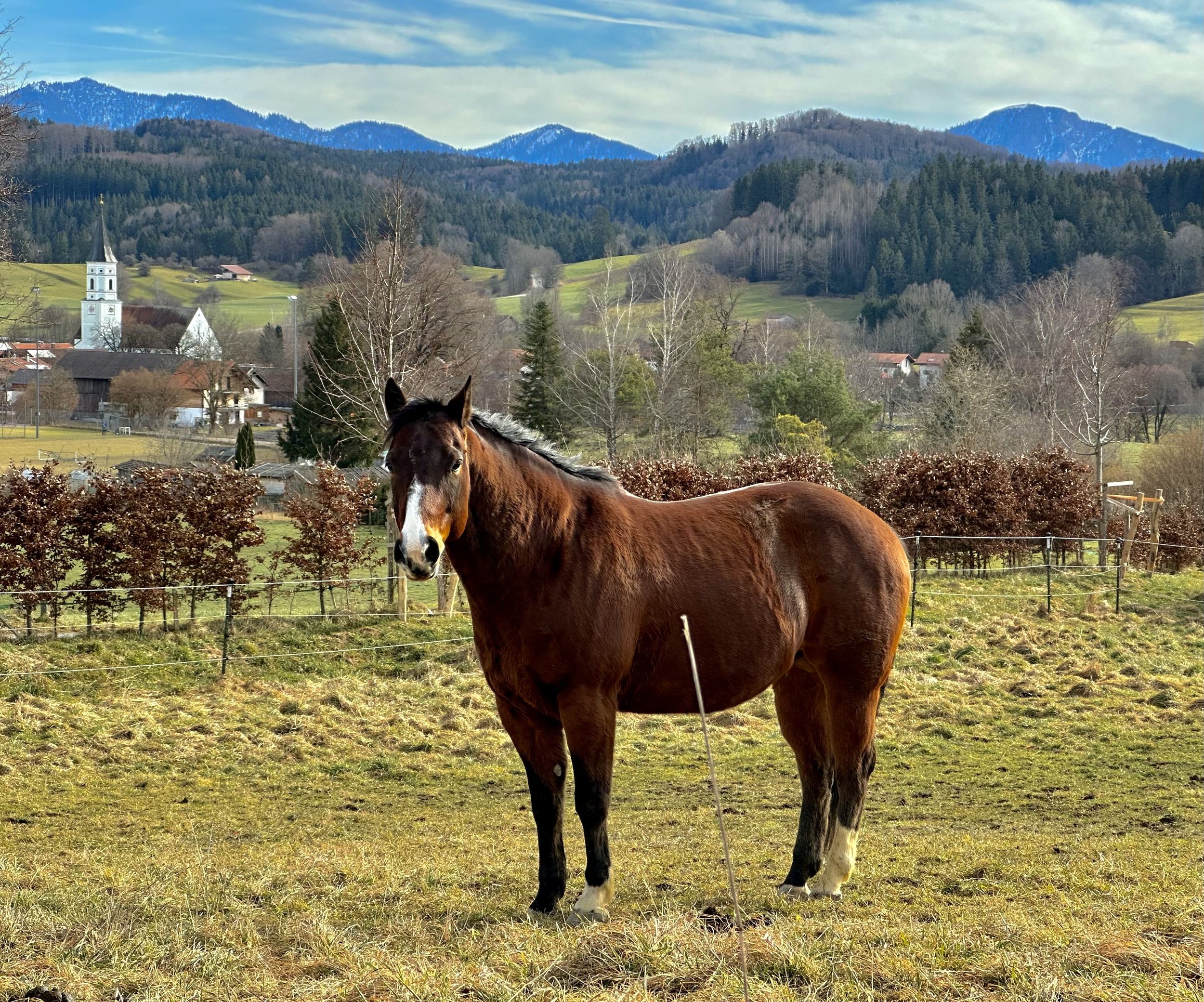 Pferd vor Bergkulisse.jpg
