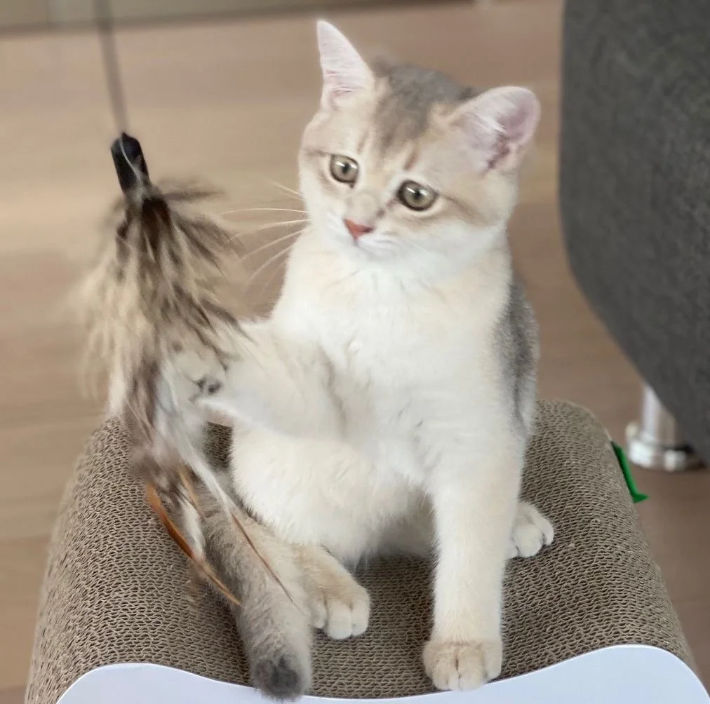 Uzuri_full body_play-2.jpg