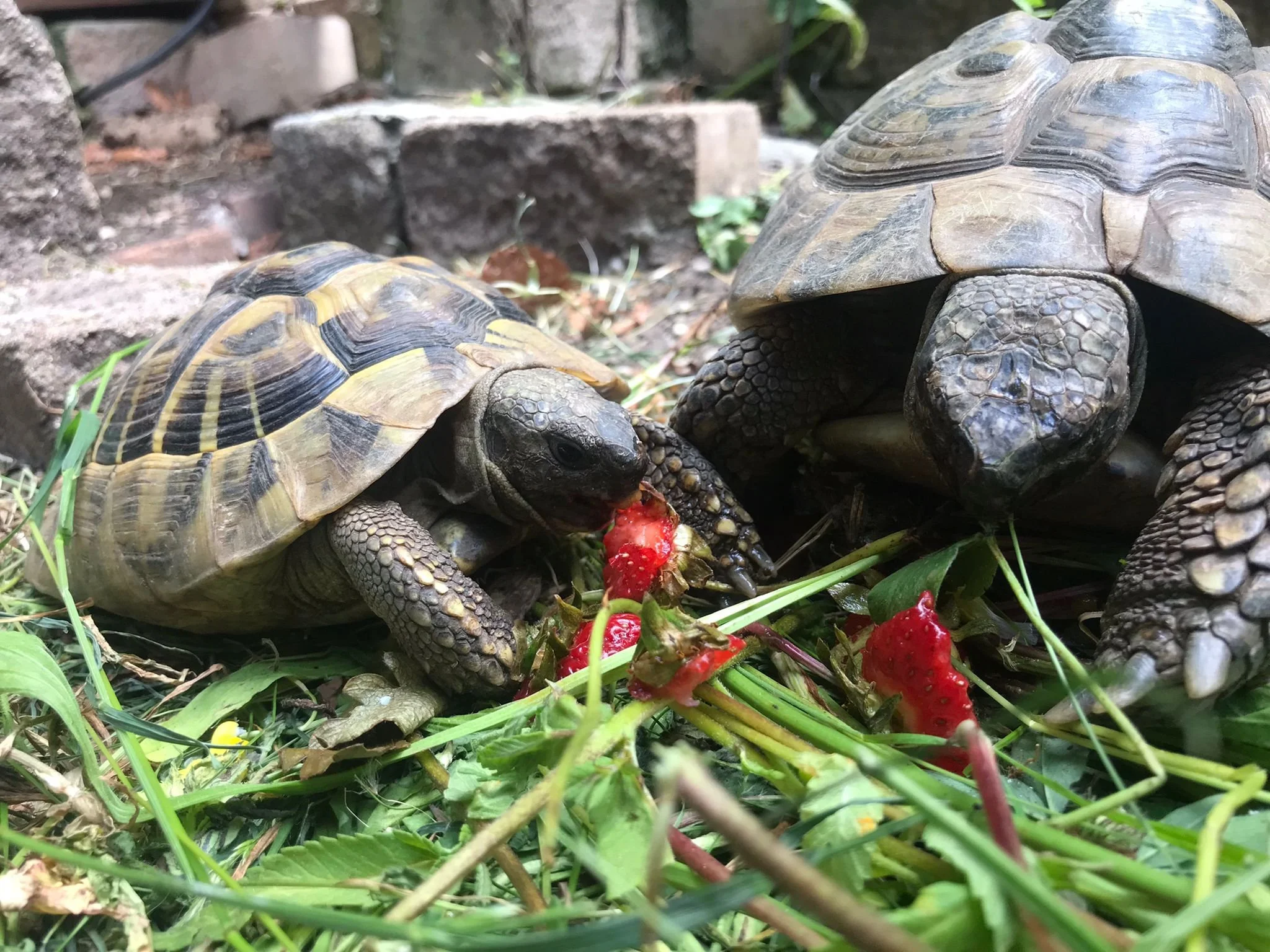 Emmi Schildkröte.jpg