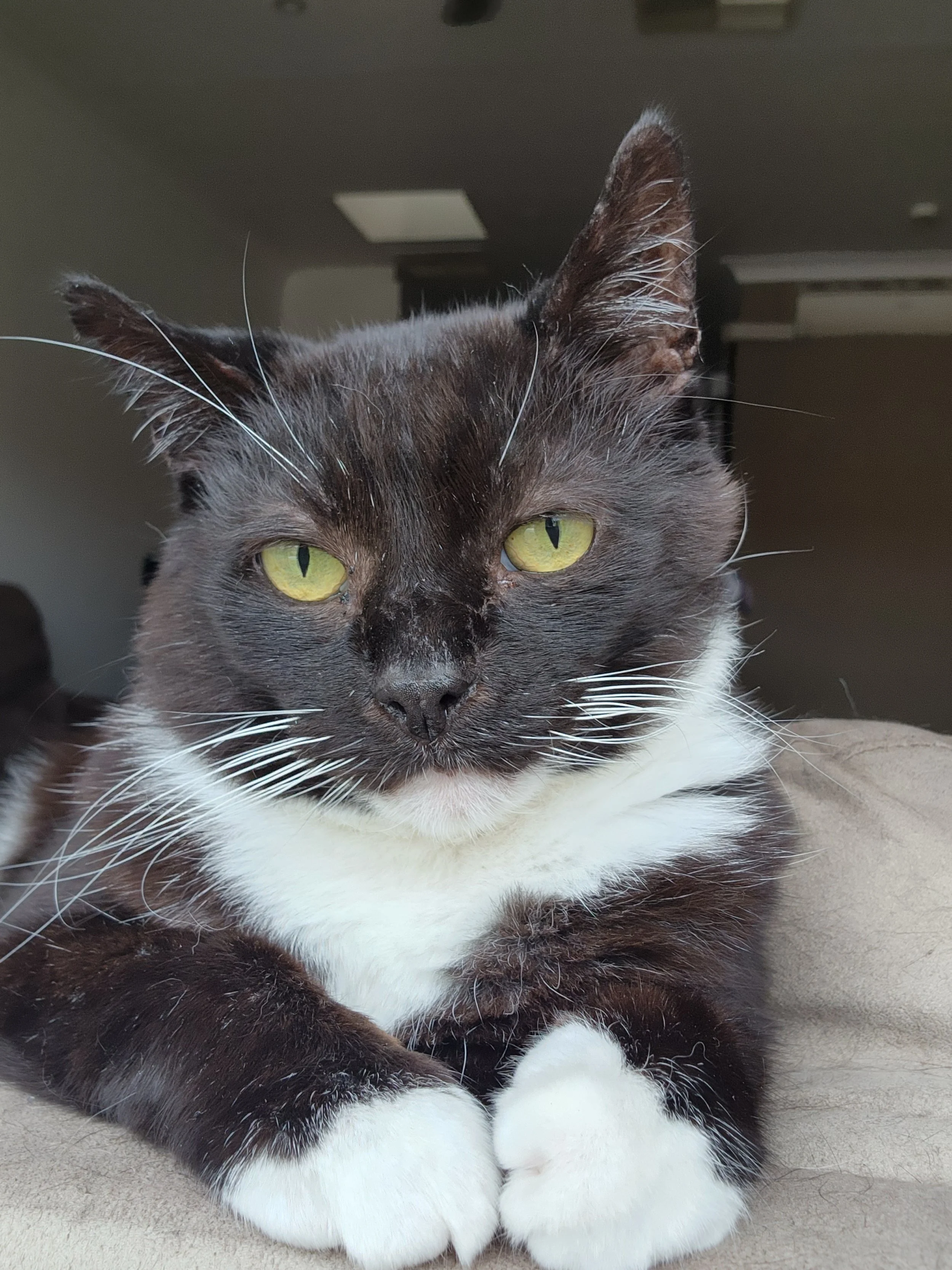 Animals (my cat Steve)