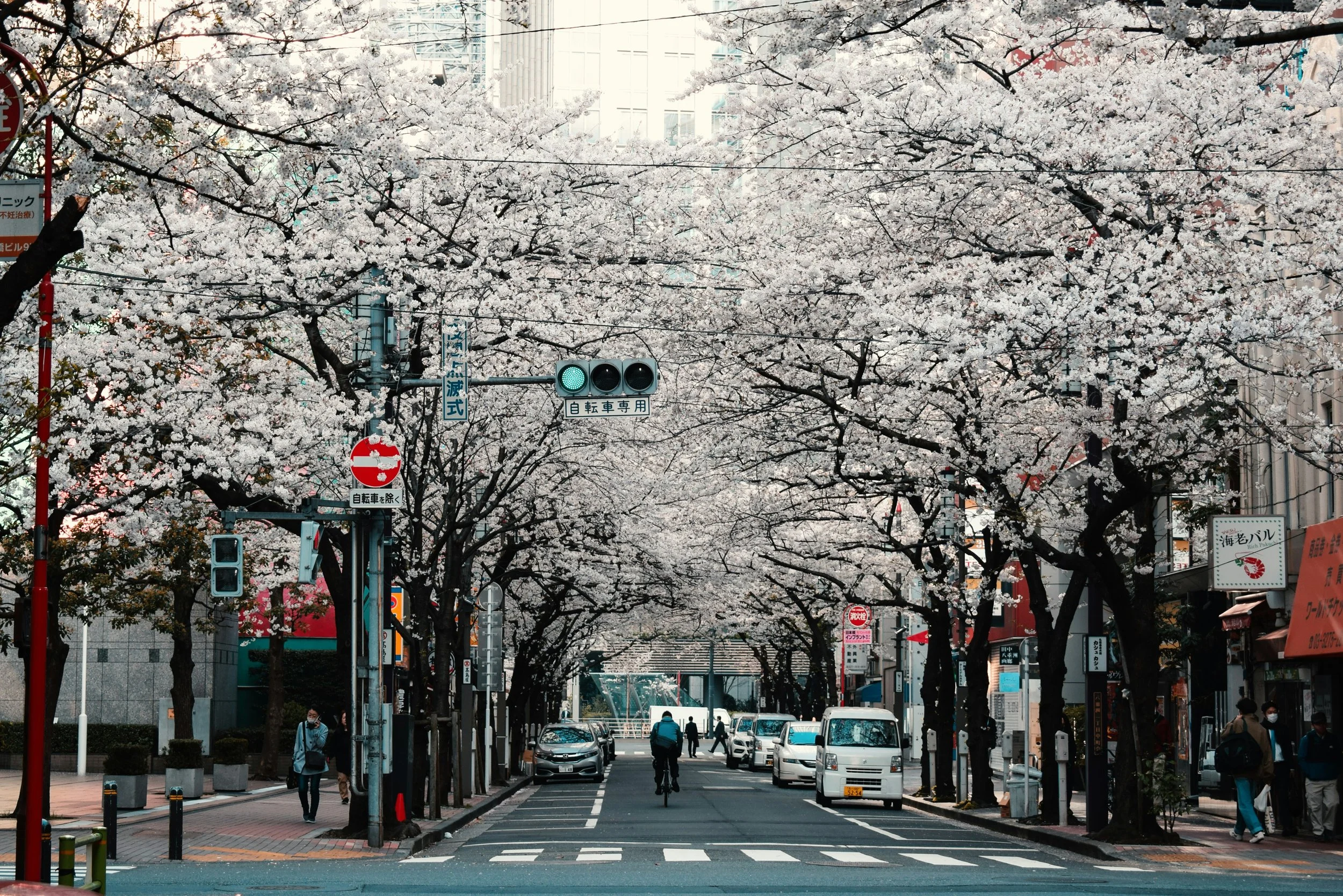 Hidden Hanami: Cherry Blossoms in Japan