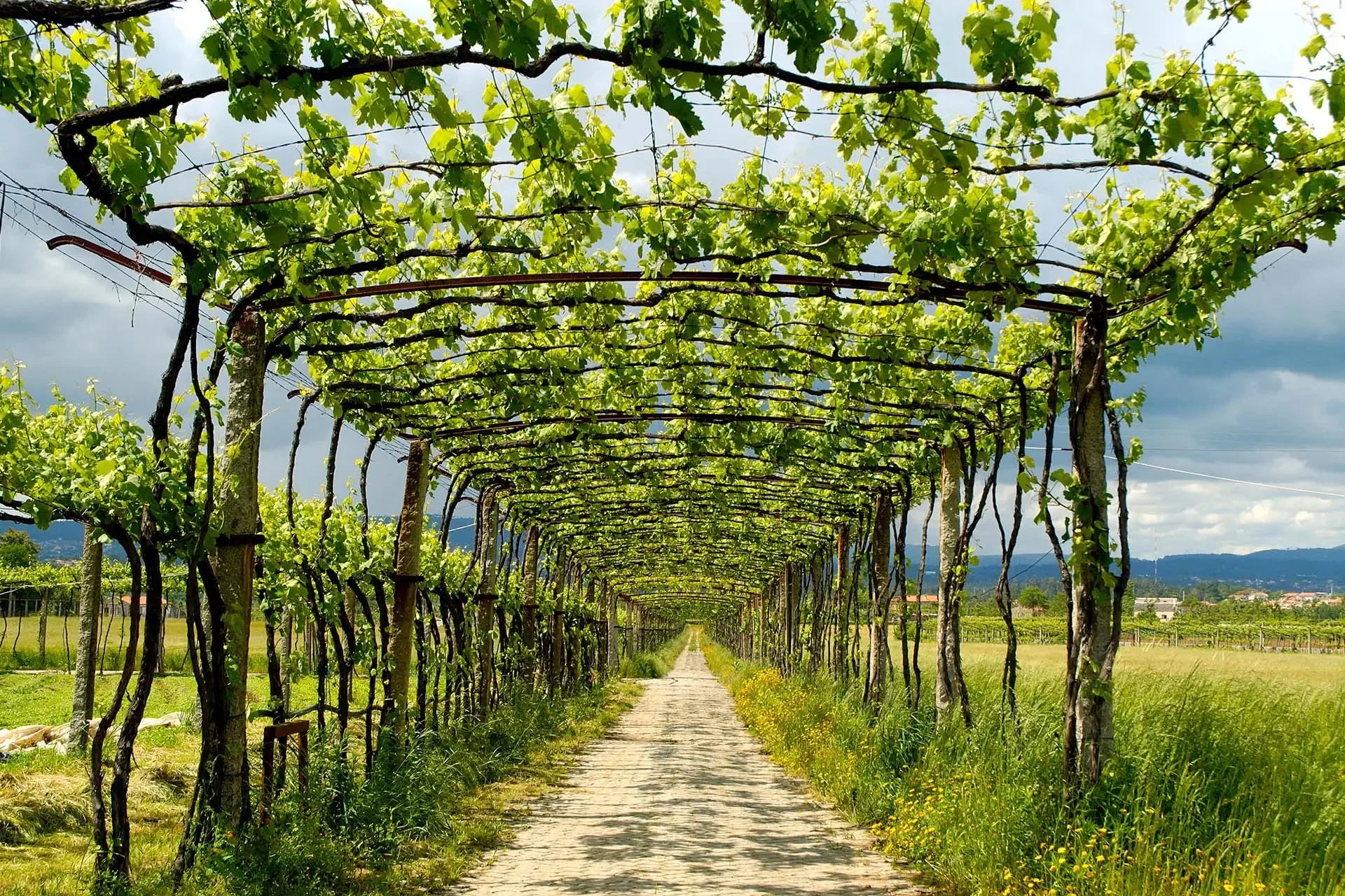 Minho's elevated vineyards