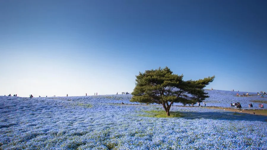 Hitachi Seaside Park