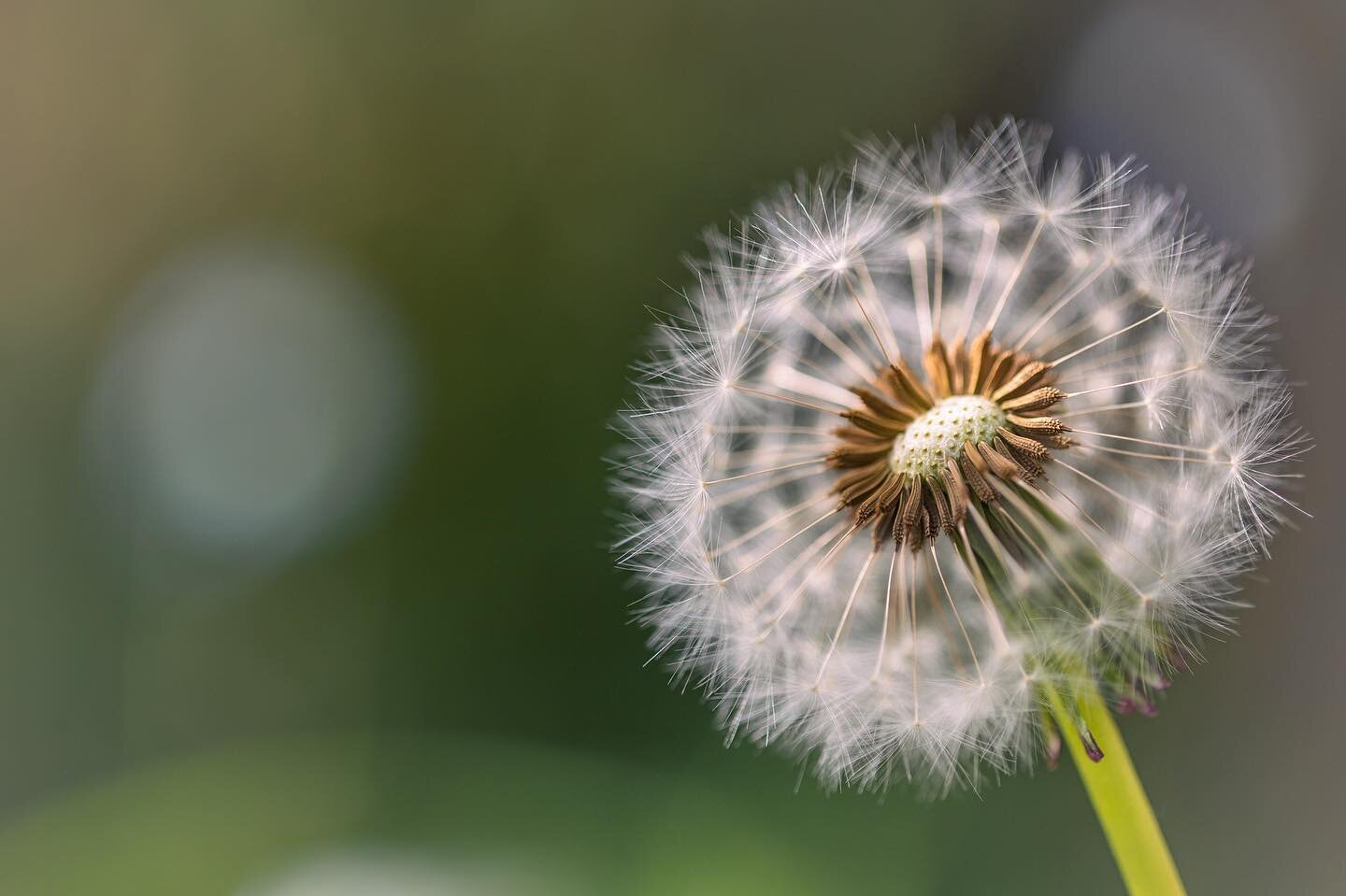 It doesn&rsquo;t have to be perfect to be beautiful. #macrophotography #dandelion #beautyhunting