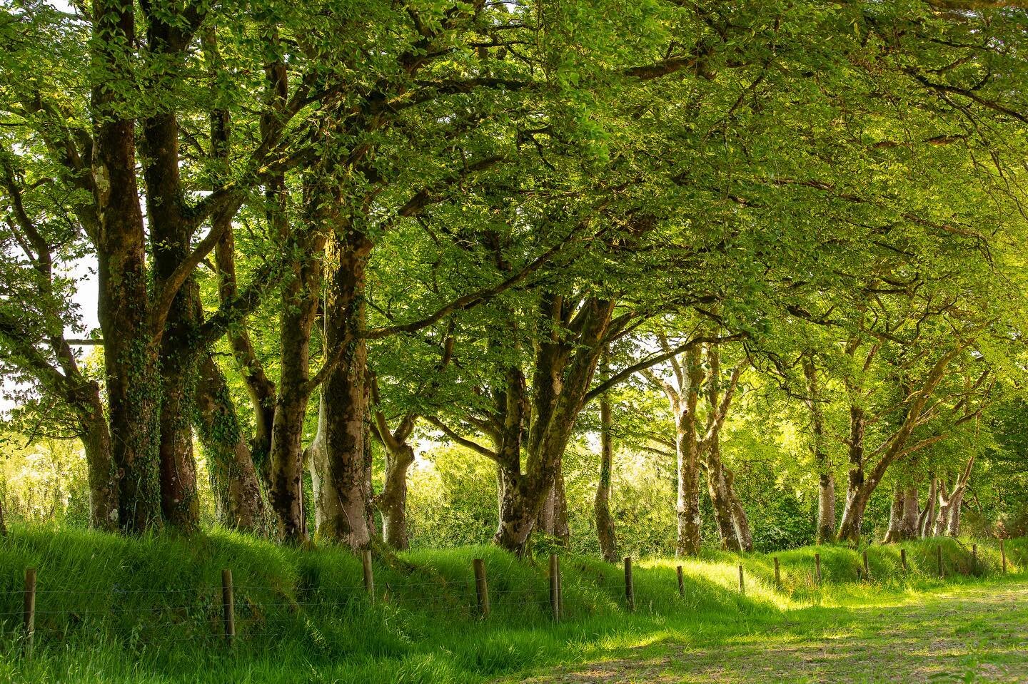 I can&rsquo;t get enough of the trees in the U.K. These are hidden away in Devon. #devon #trees #landscapephotography