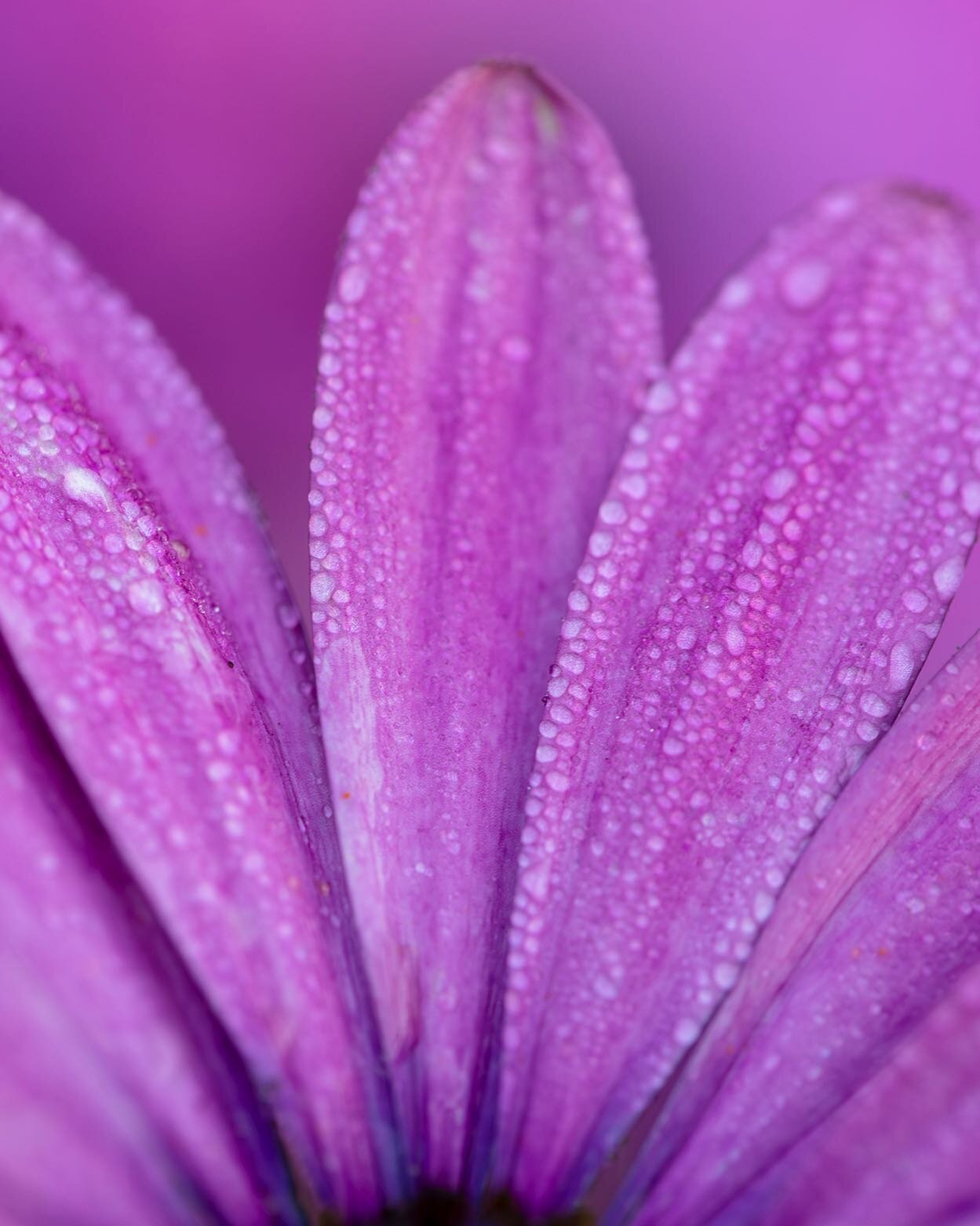 My little taste of home growing in my garden.#heartful #osteospermum #africandaisy #morningdew #macrophotography