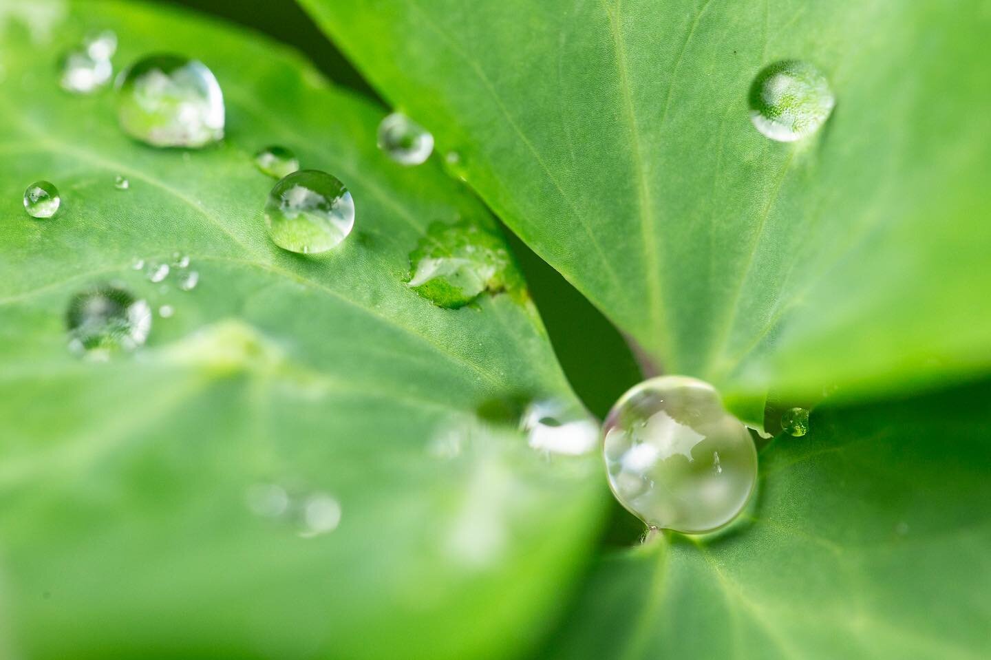 Another dew filled morning in my garden. As a child, I used to pretend that water drops on leaves were jewels&hellip; I think I still feel that way. #beautyhunting #autumnmorning #macrophotography #dew