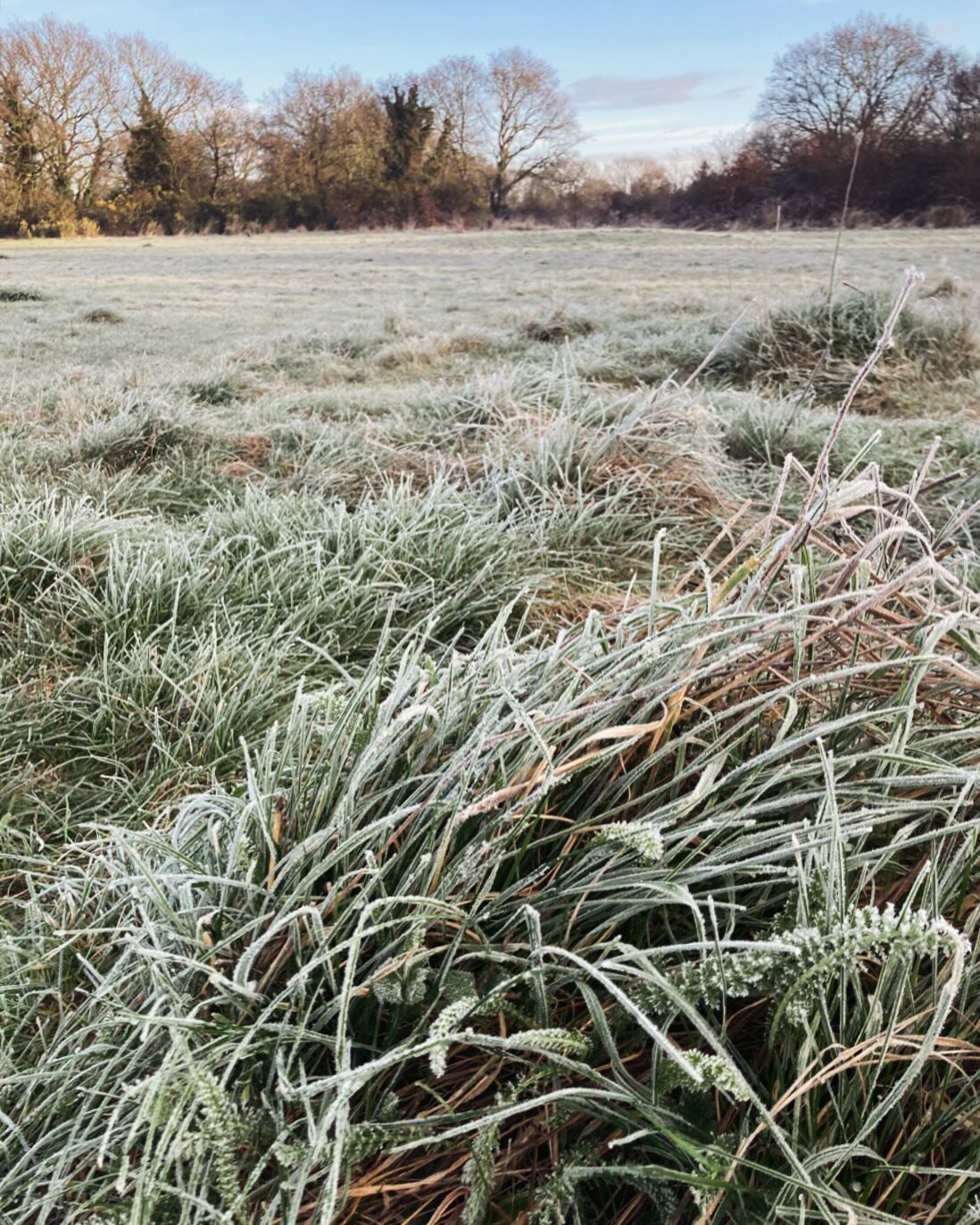 Oh, what a beautiful morning. Best way to start the day. #frost #iphonephotography #morning beautyhunting