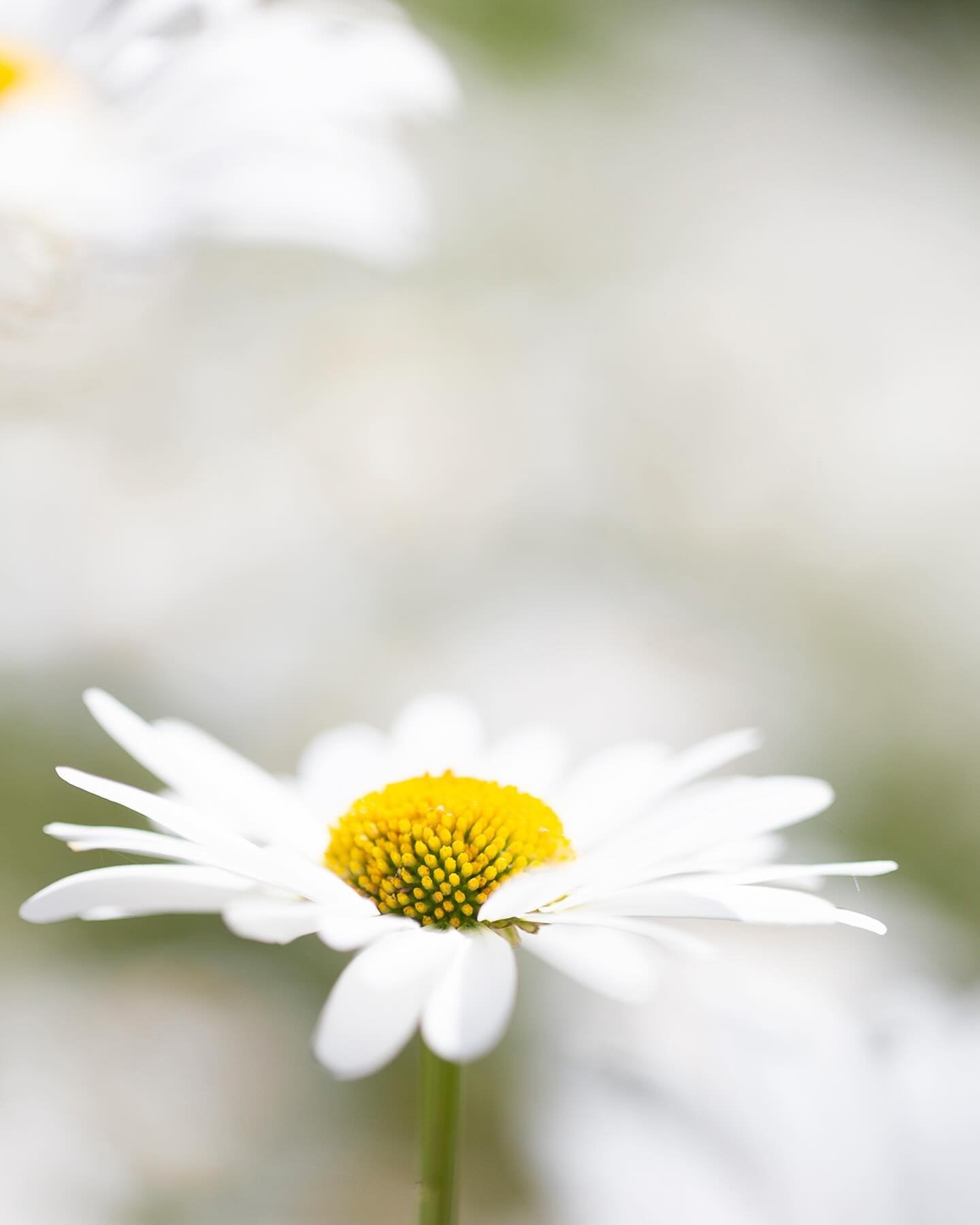It&rsquo;s been a while since I had my macro out&hellip; some old friends and new ones to explore.