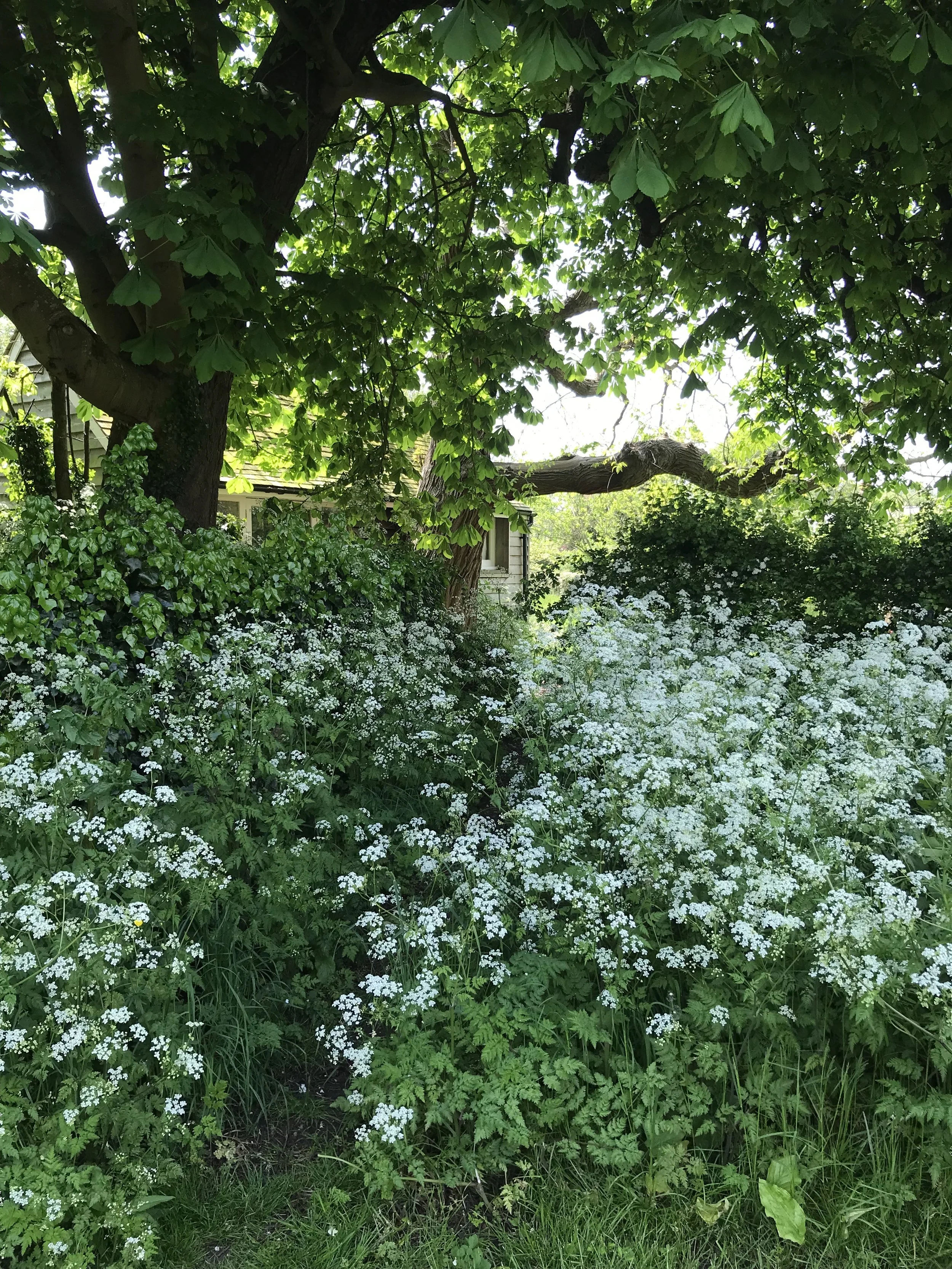 IMG_8099.jpeg