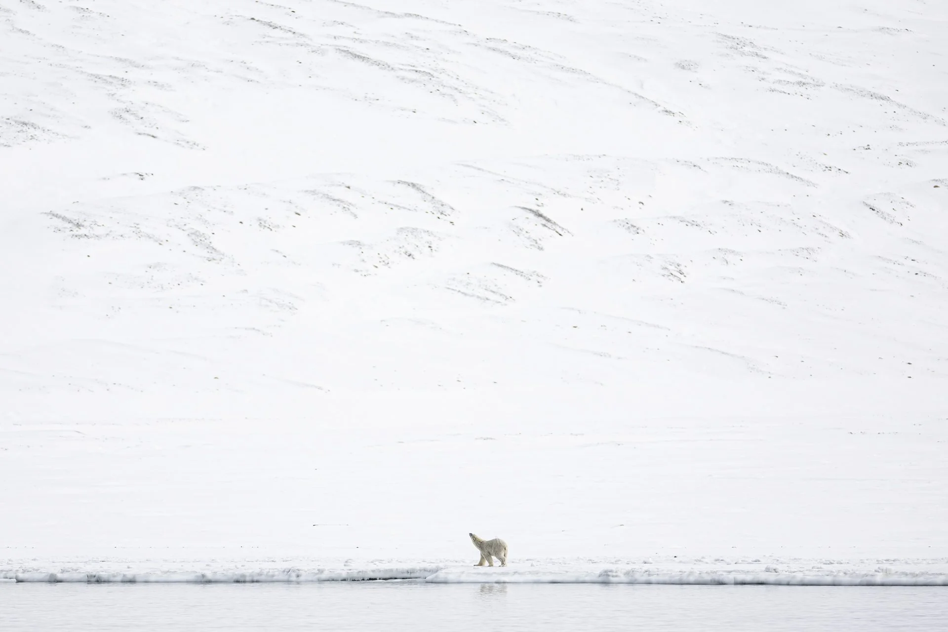 Epic Arctic of Svalbard - March/April 2026