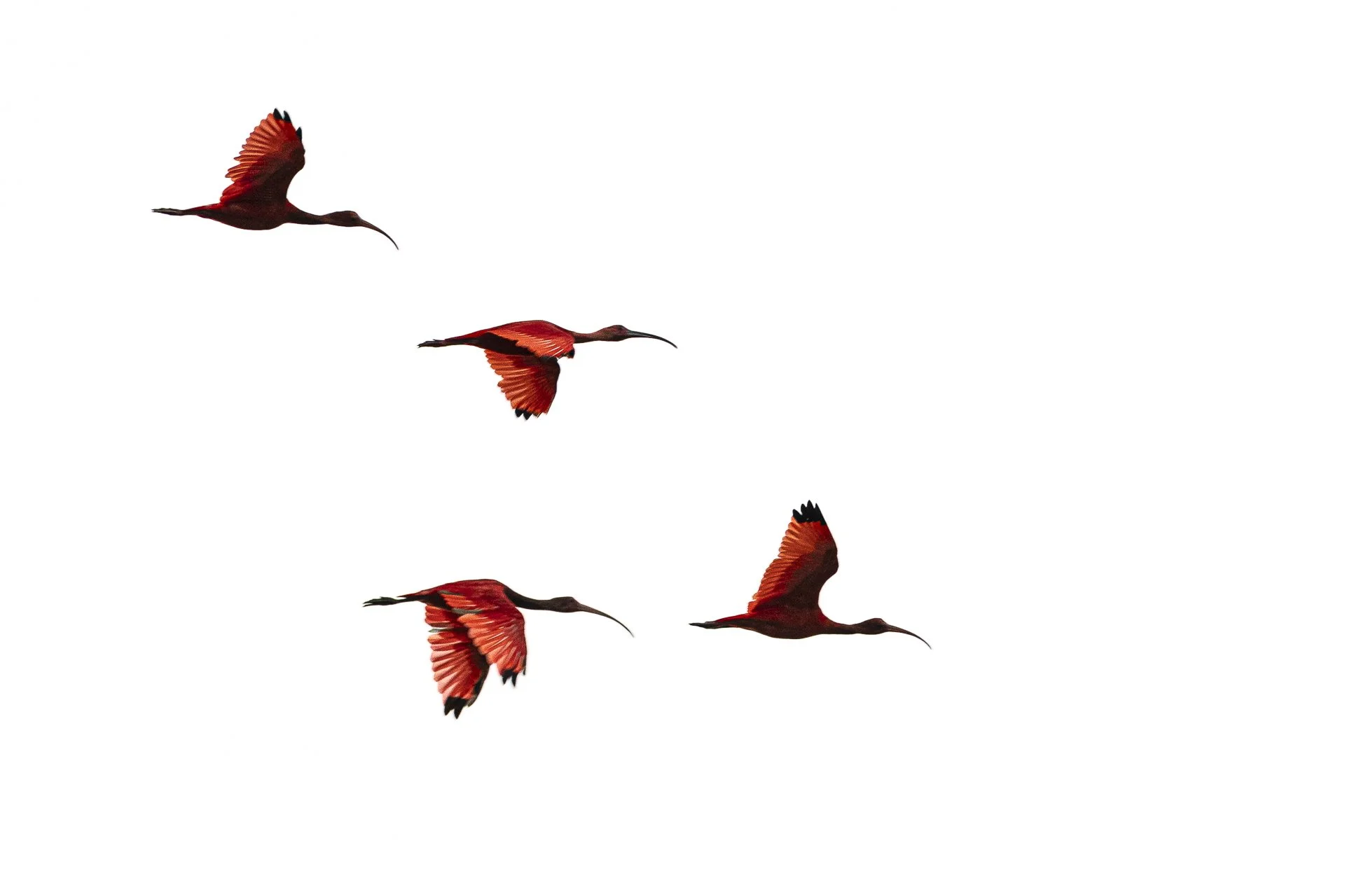 “Birds &amp; Dunes” Paradise in Brazil - June 2026