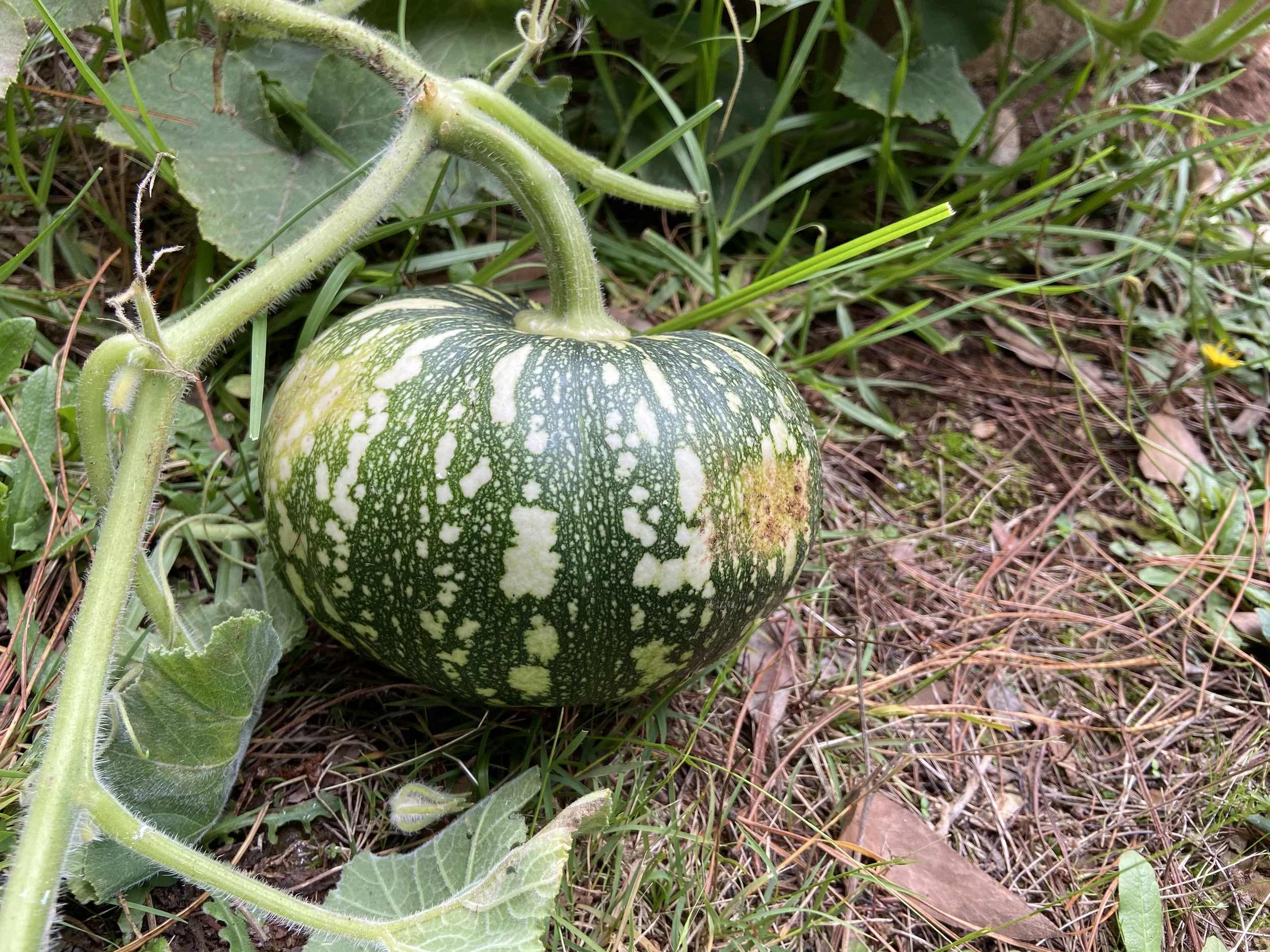 2021-04-19 13.55.27.jpg