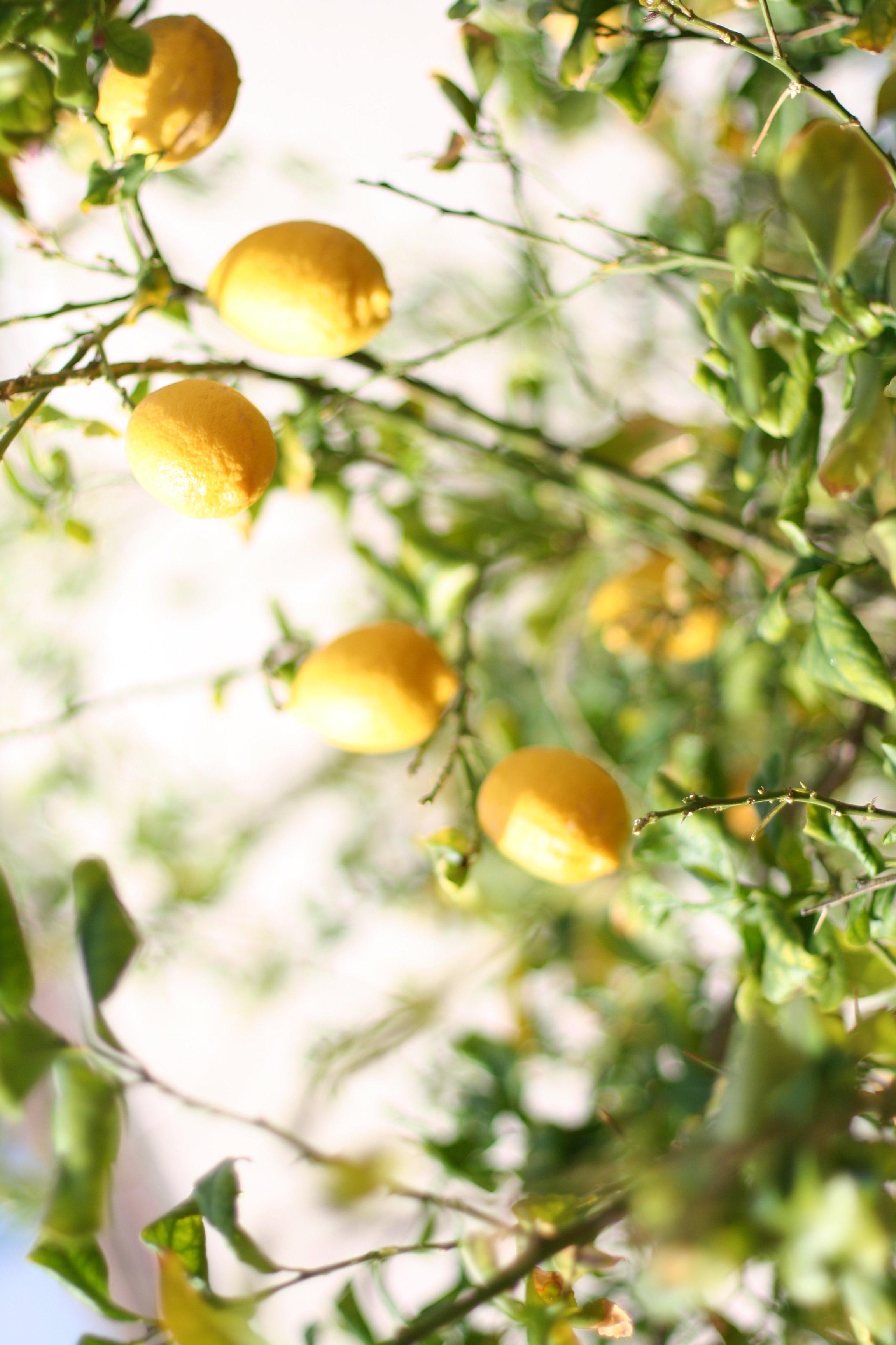 lemon.jpg