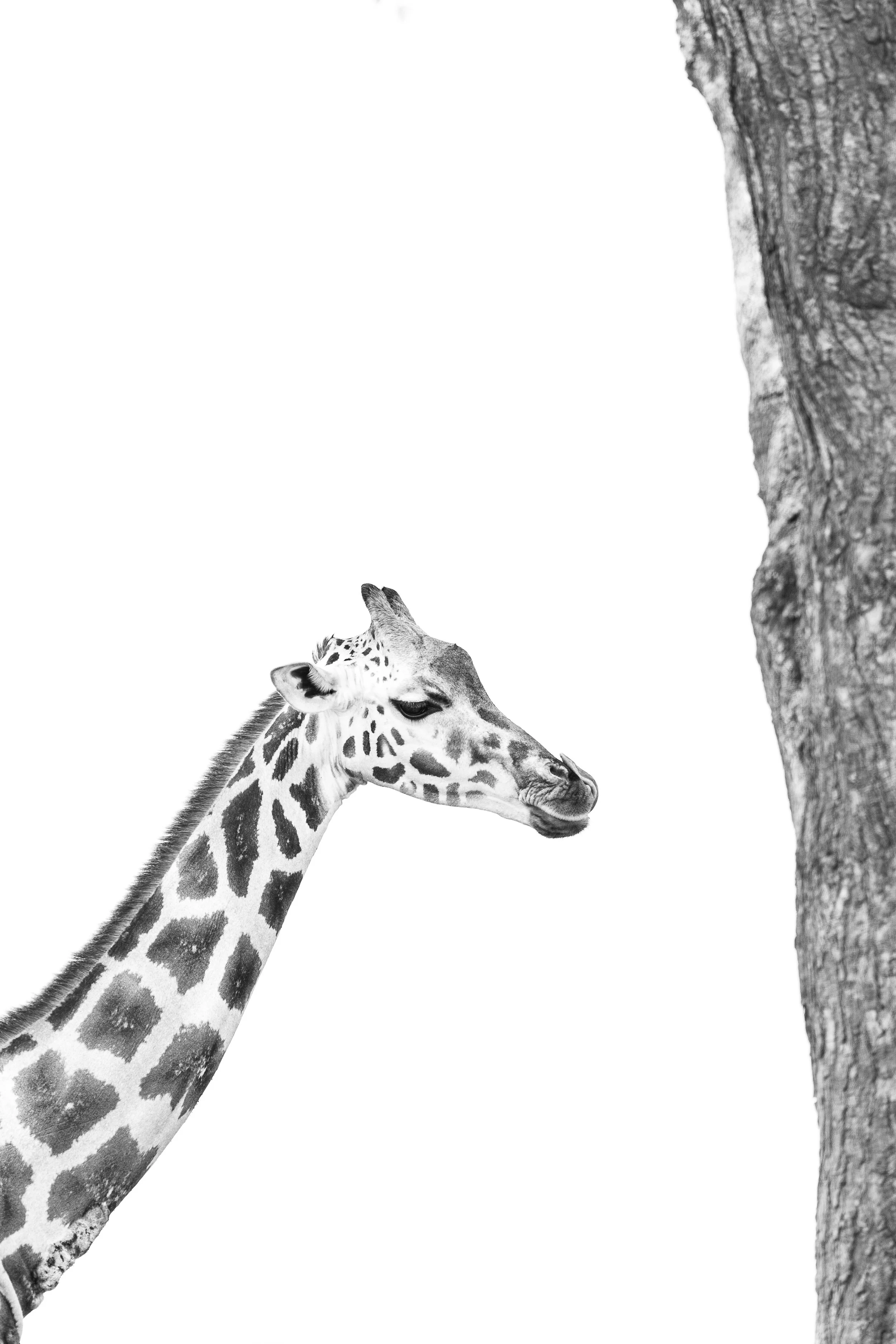 Girafe face à un arbre se léchant le nez