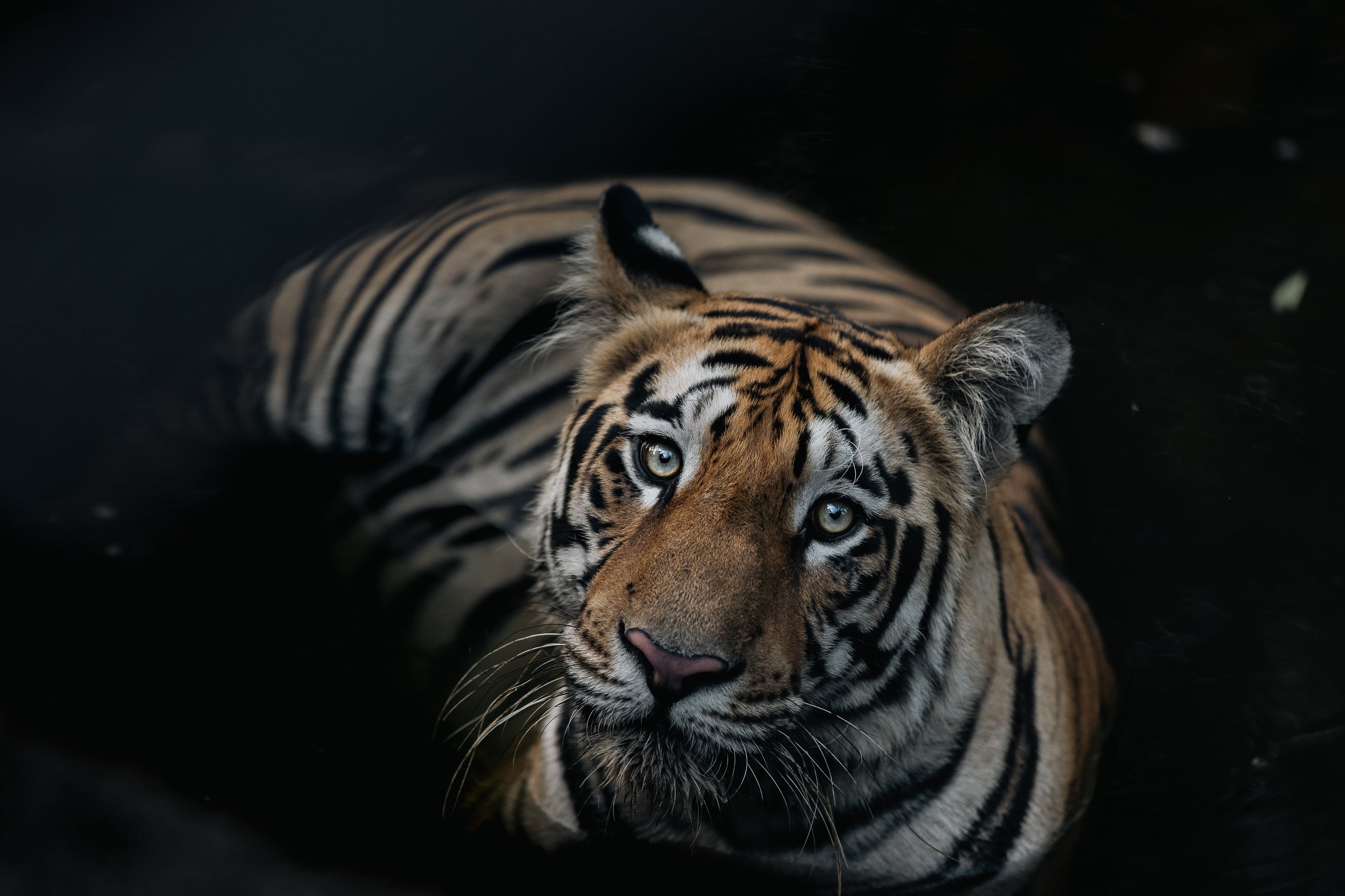 Portait d'un tigre dans l'eau avec un fond noir