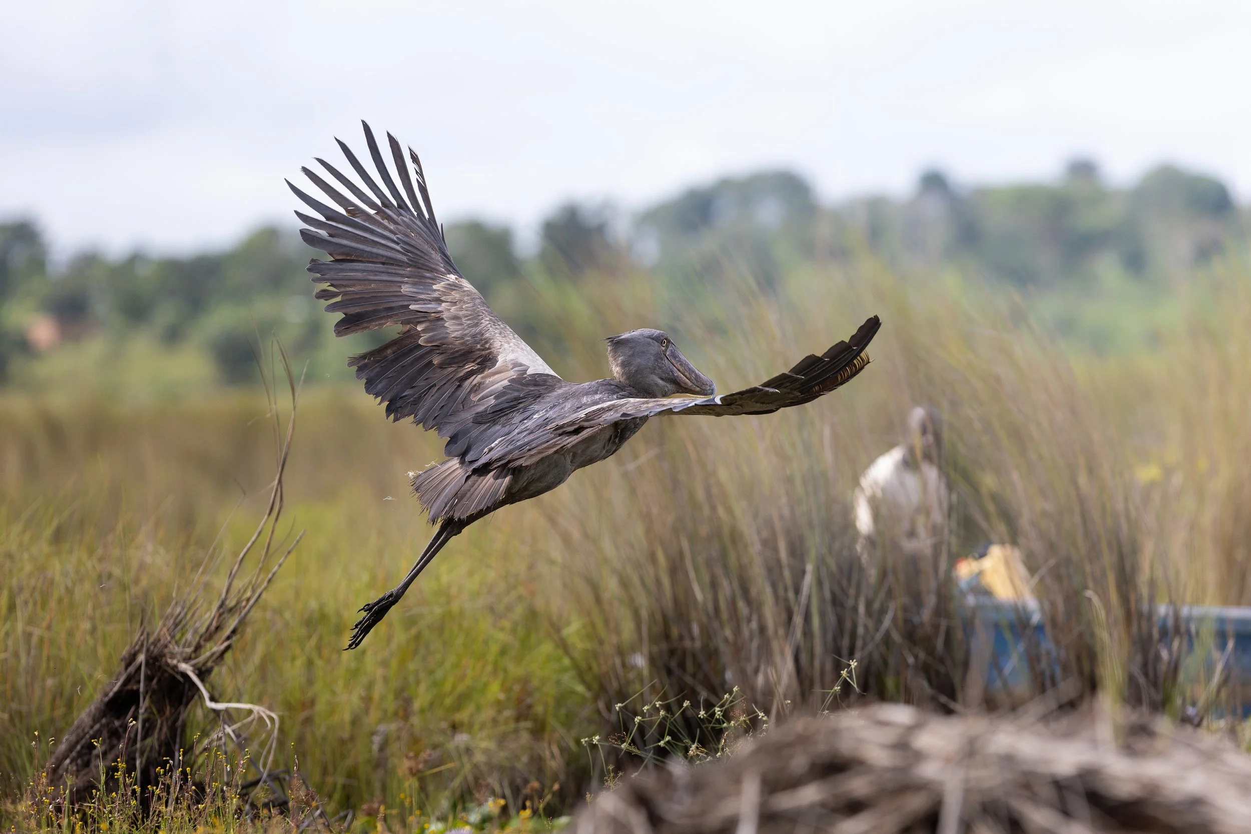 Bec en Sabot du Nul observé dans le marais de Mabamba en Ouganda