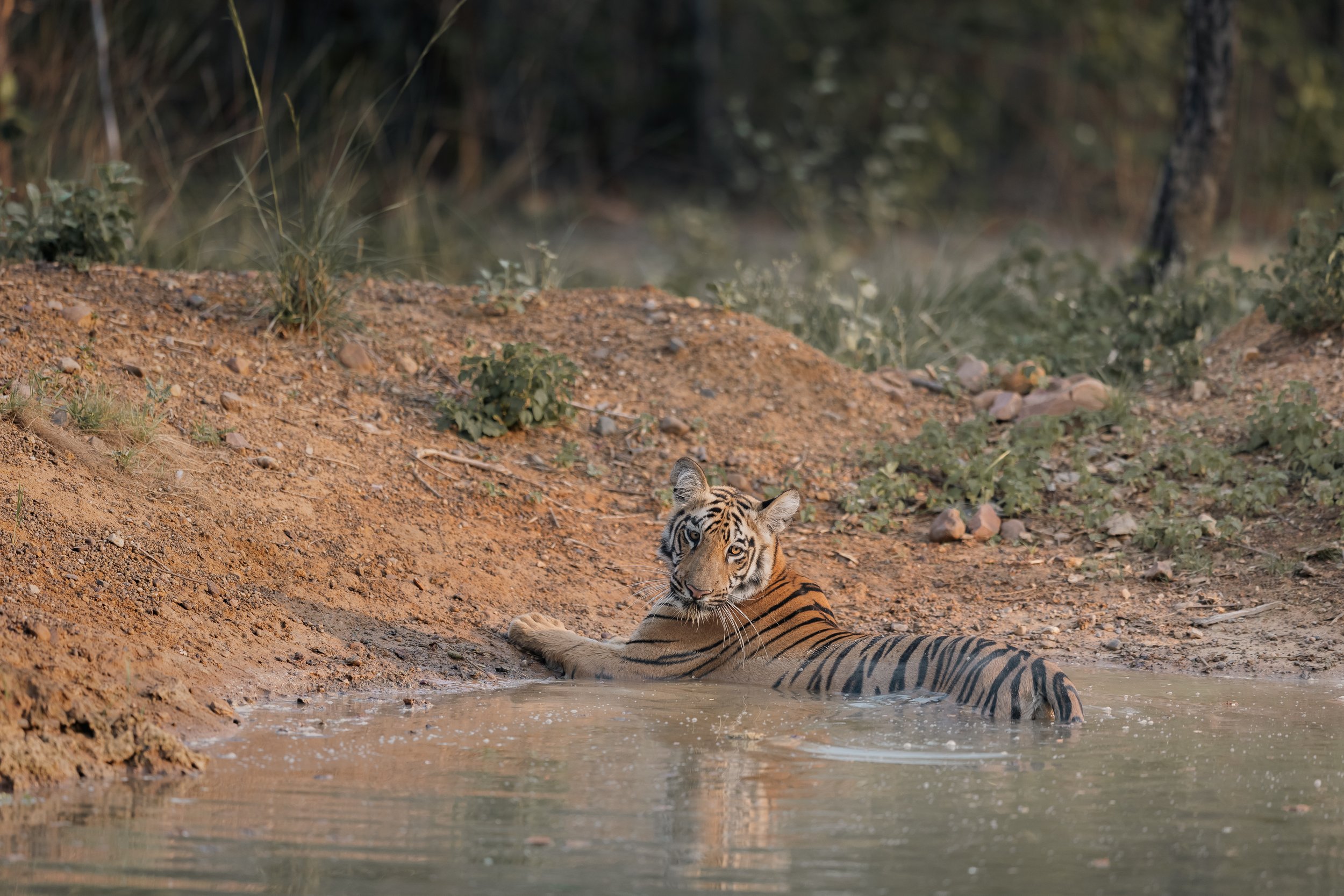 Tigre se baignant