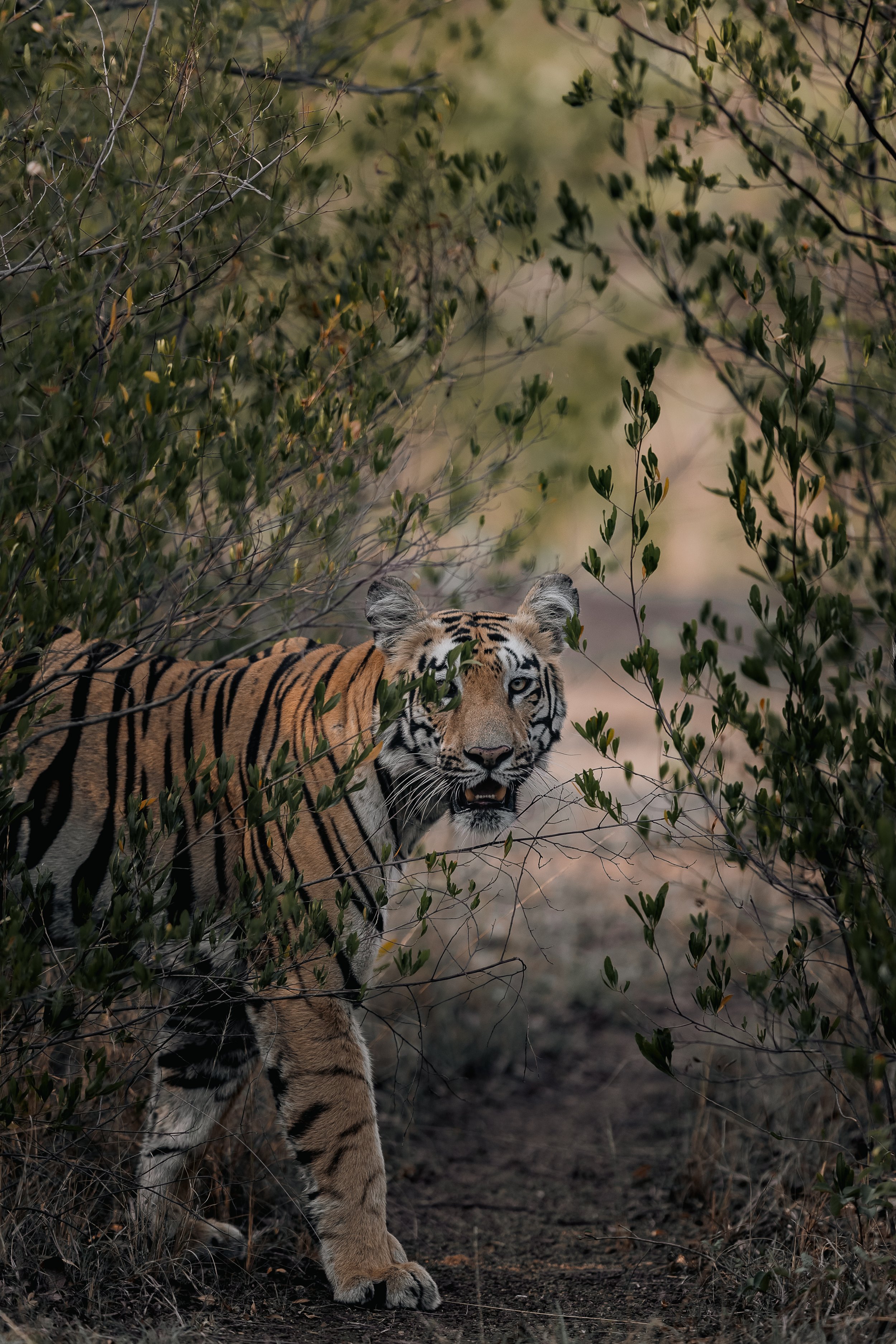 Tigre apparaissant entre la végétation