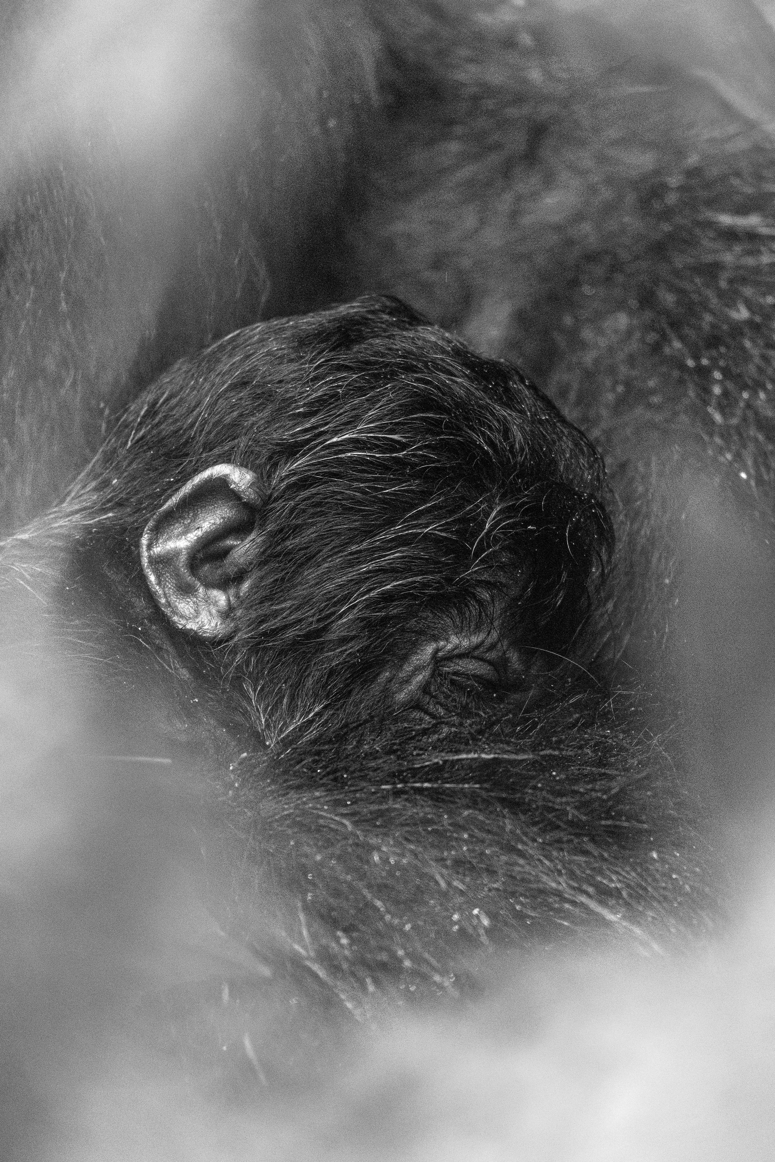 Jeune gorille de quelques semaines dans les bras de sa mère