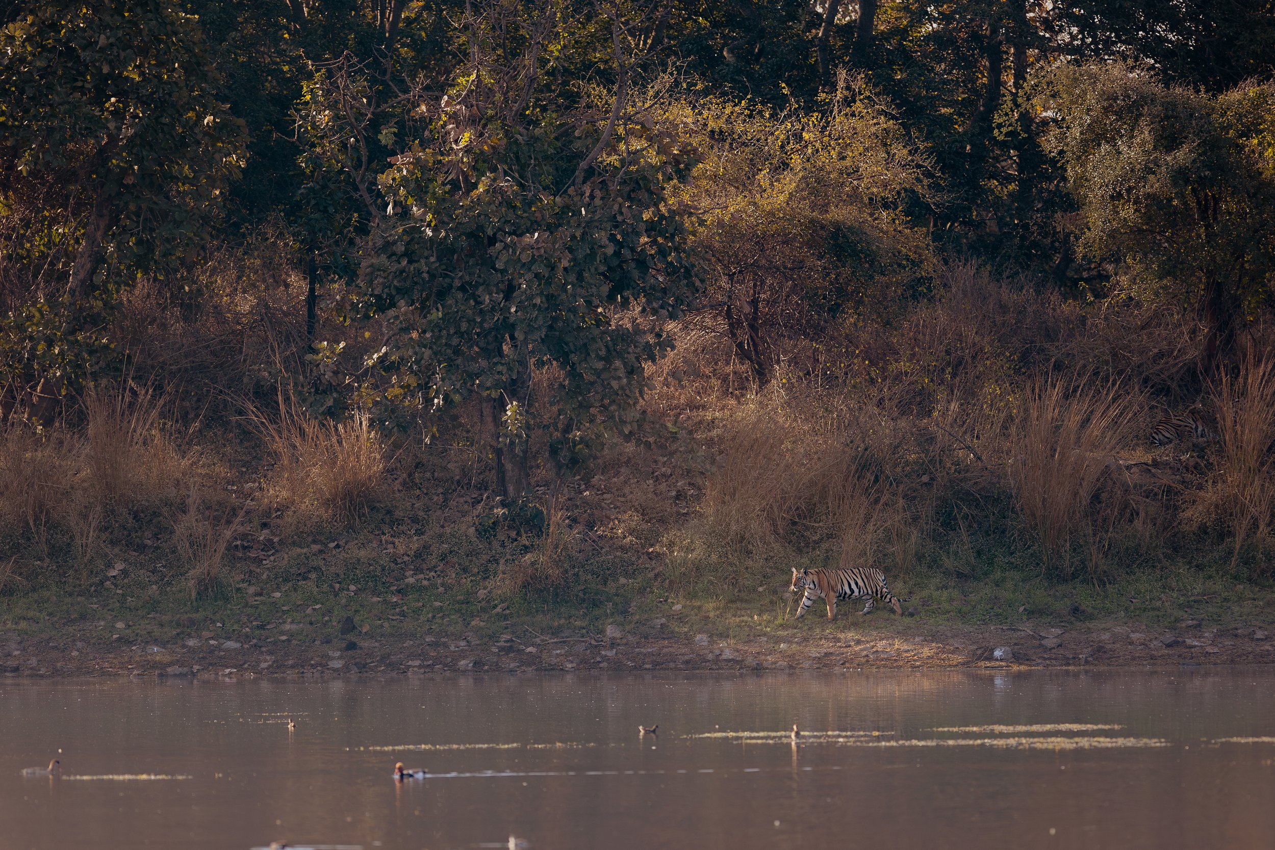 Tigre au bord d'un lac dans la lumière doré du matin