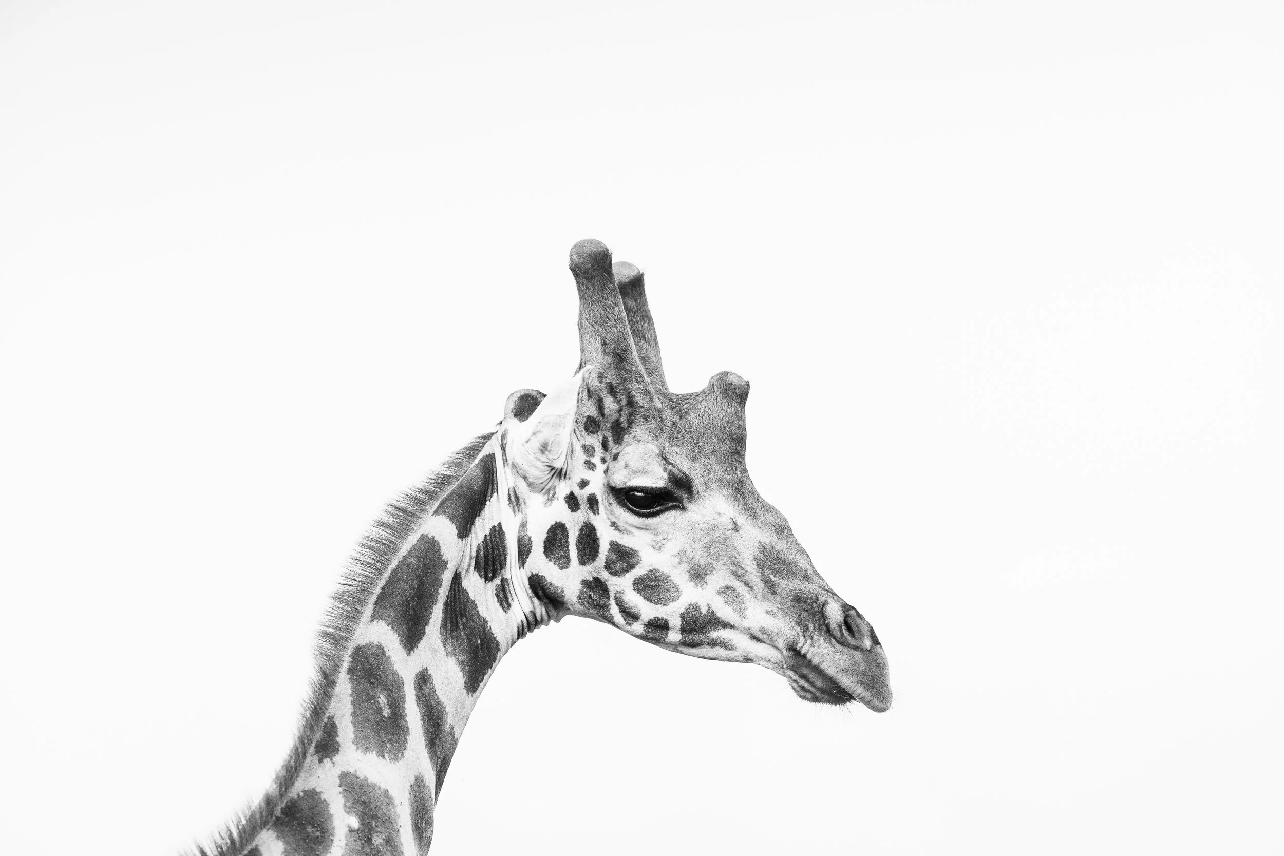 Portrait serré de girafe