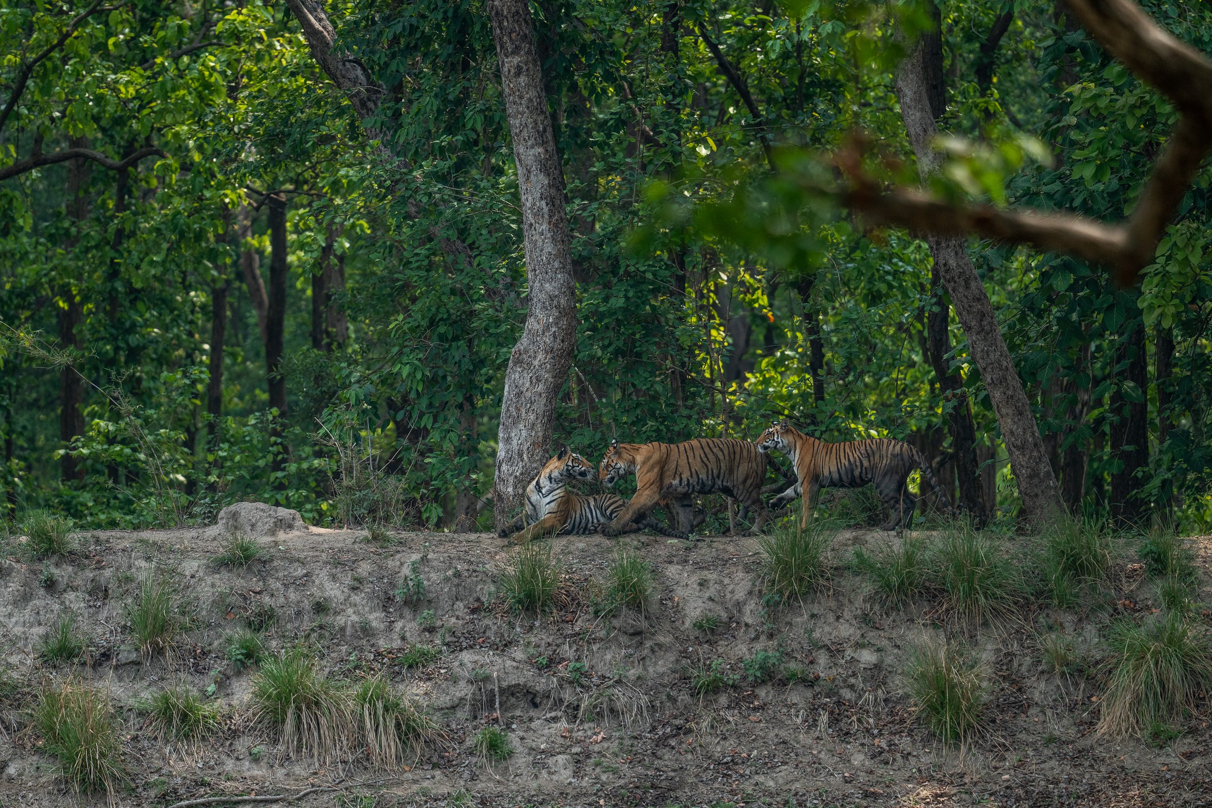 Inde : les derniers sanctuaires du tigre du Bengale