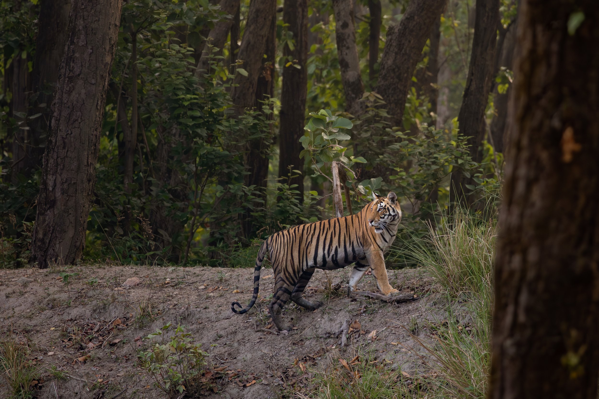Tigre du Bengale regardant derrière lui