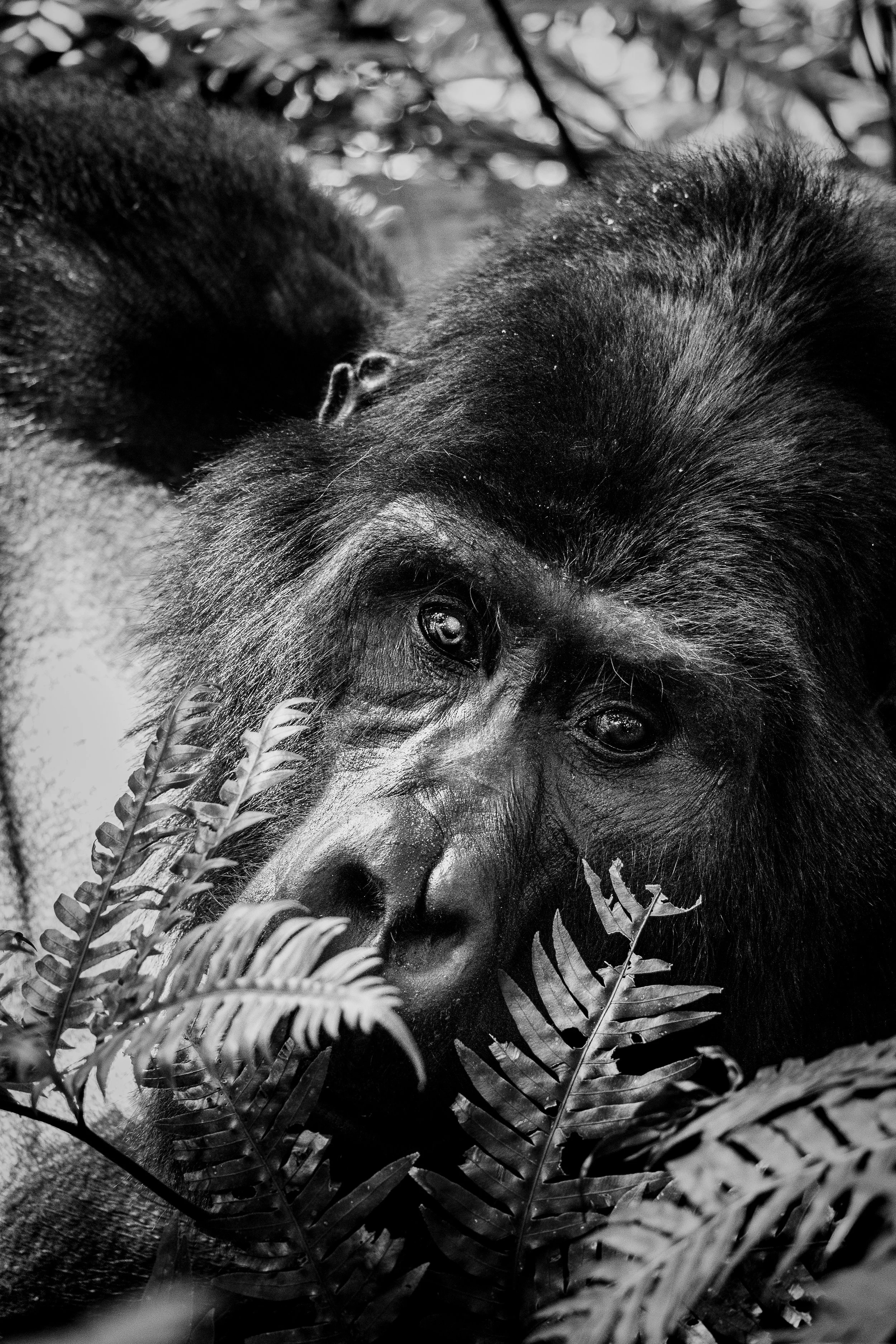 Portrait serré d'un gorille mâle avec un cataracte
