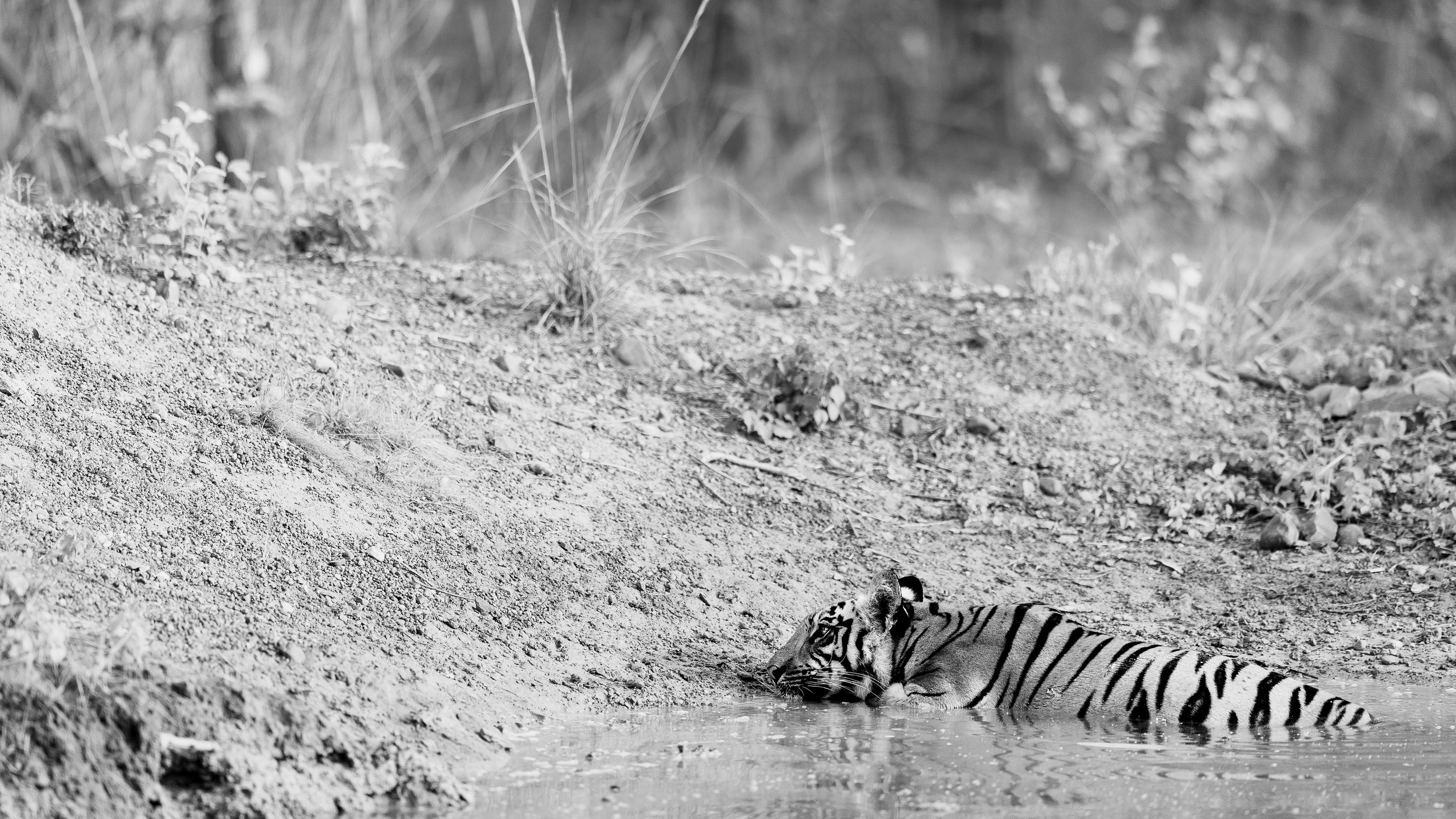 Tigre couché dans l'eau